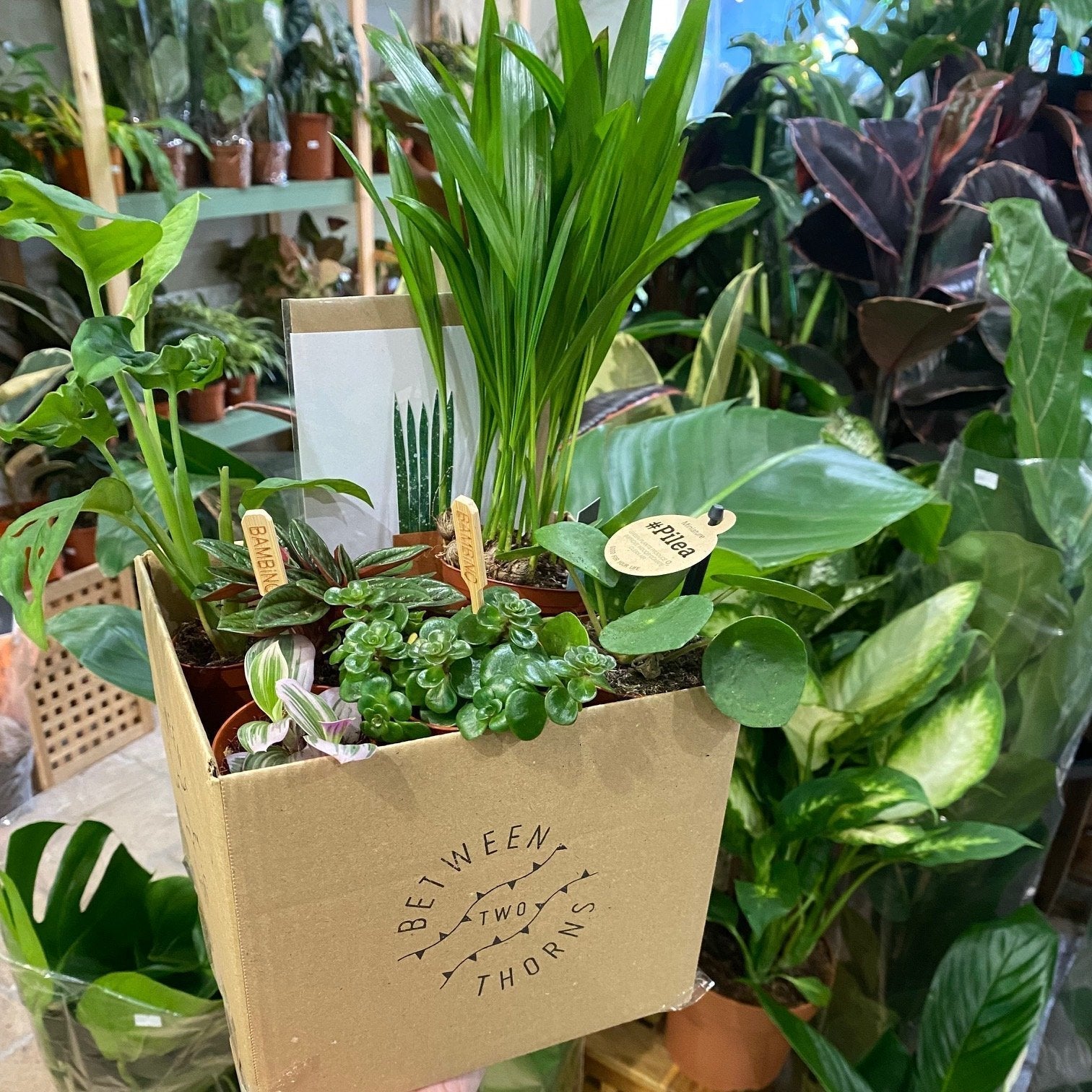 *NEW* Plant gift boxes delivered locally same day or Nationwide!