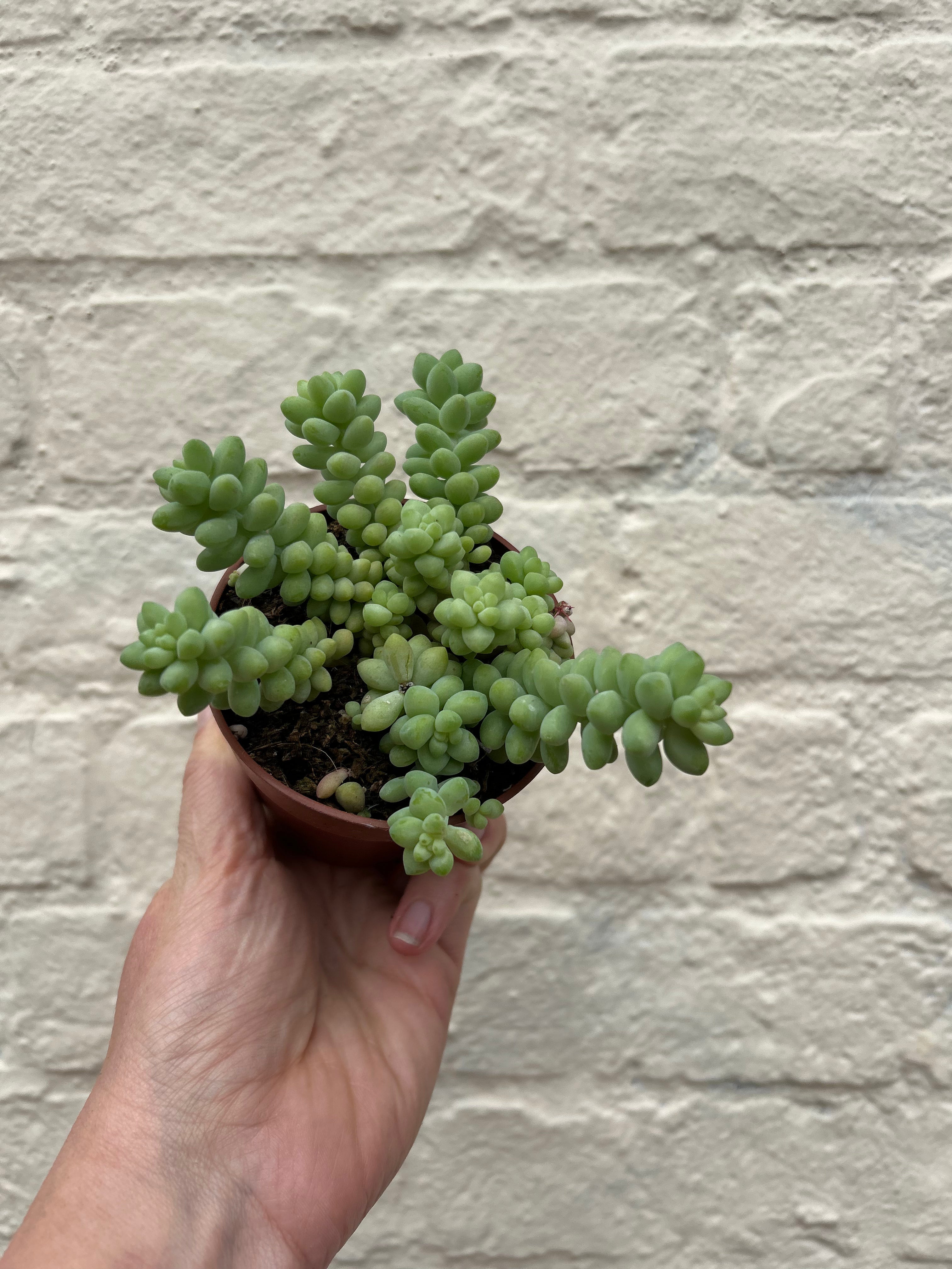 Sedum morganianum 'Burrito' (Donkey Tail)
