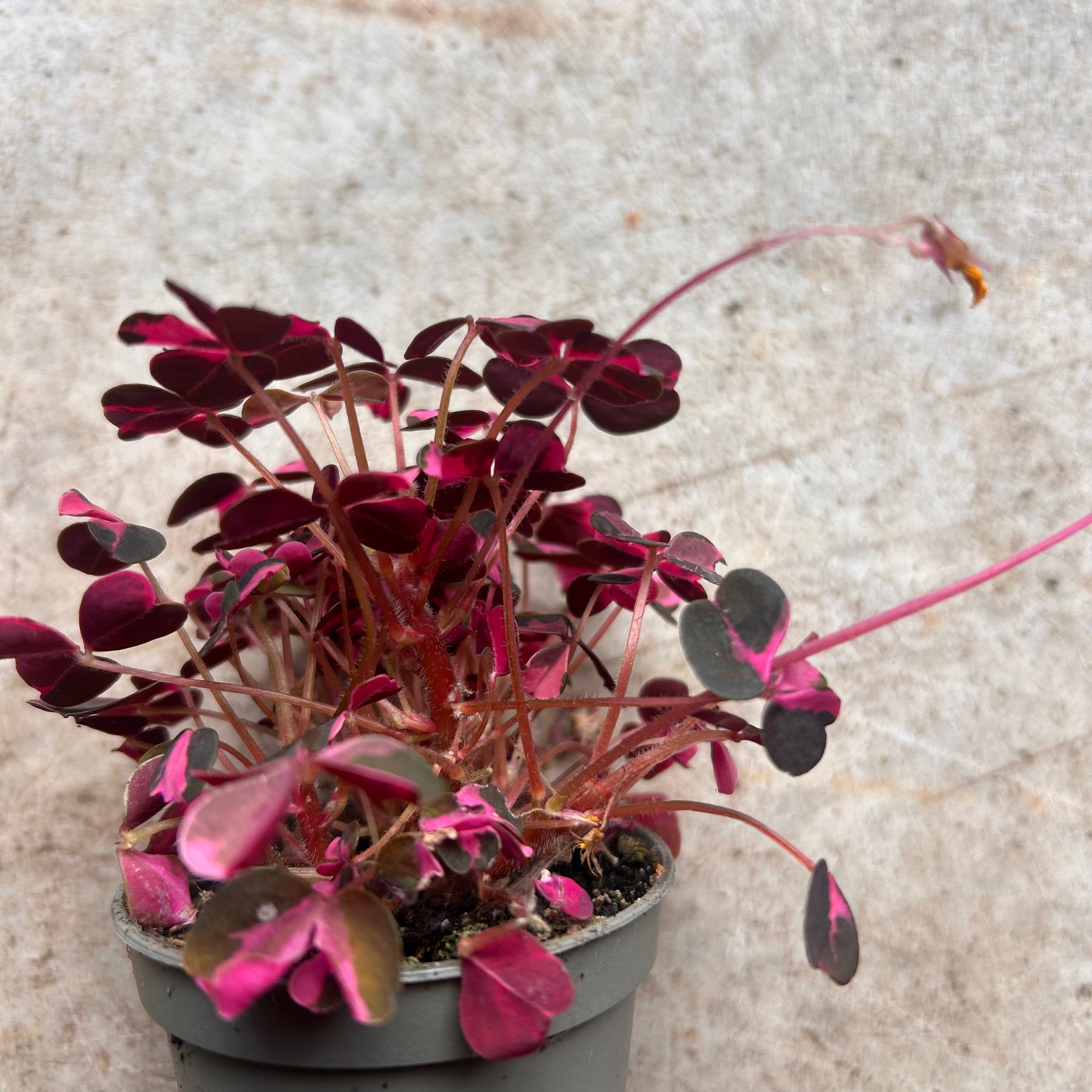 Oxalis spiralis vulcanicola 'Plum Crazy'