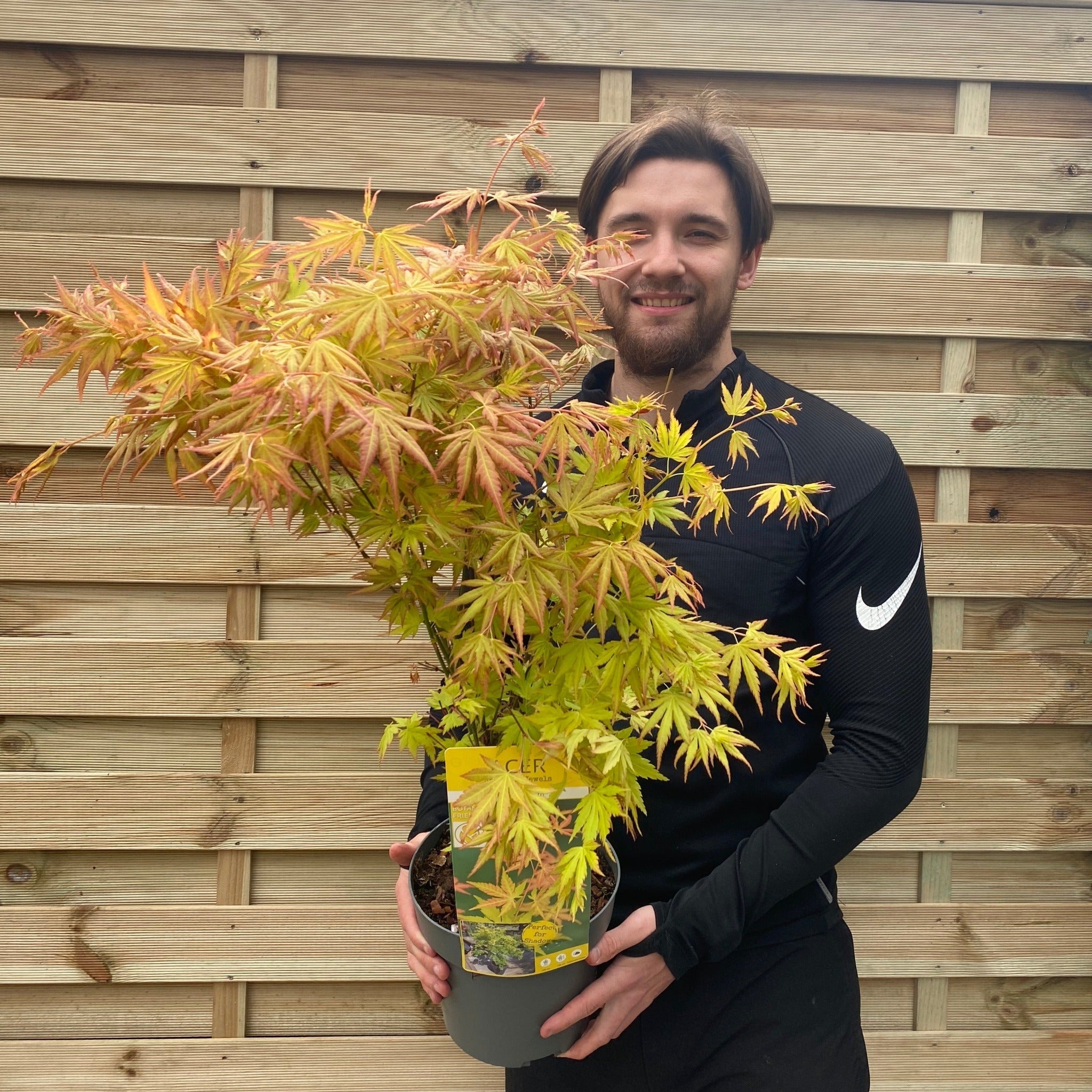 Acer palmatum 'Orange Dream'