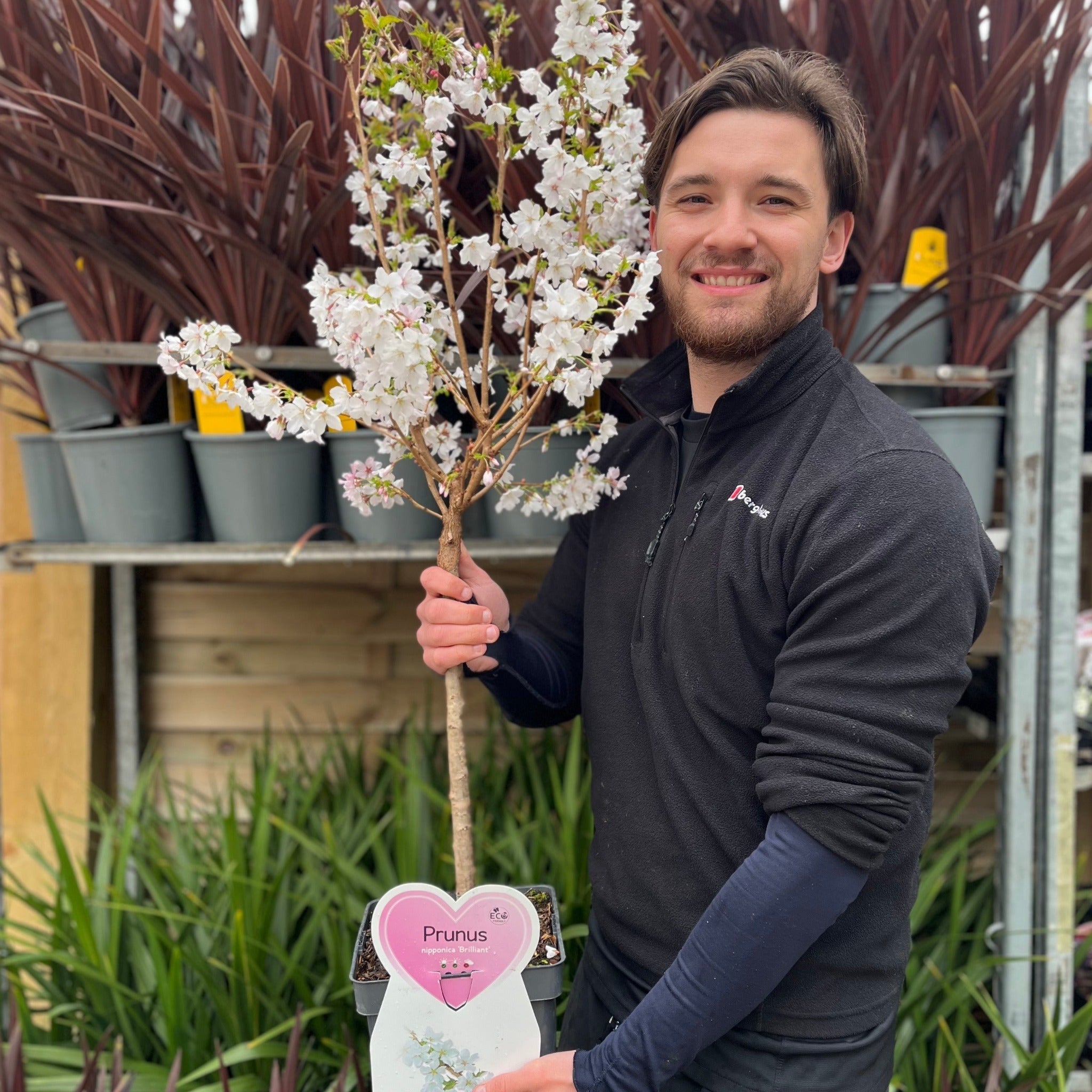 Ornamental Flowering Cherry Blossom Dwarf Tree - Nipponica âBrilliant'