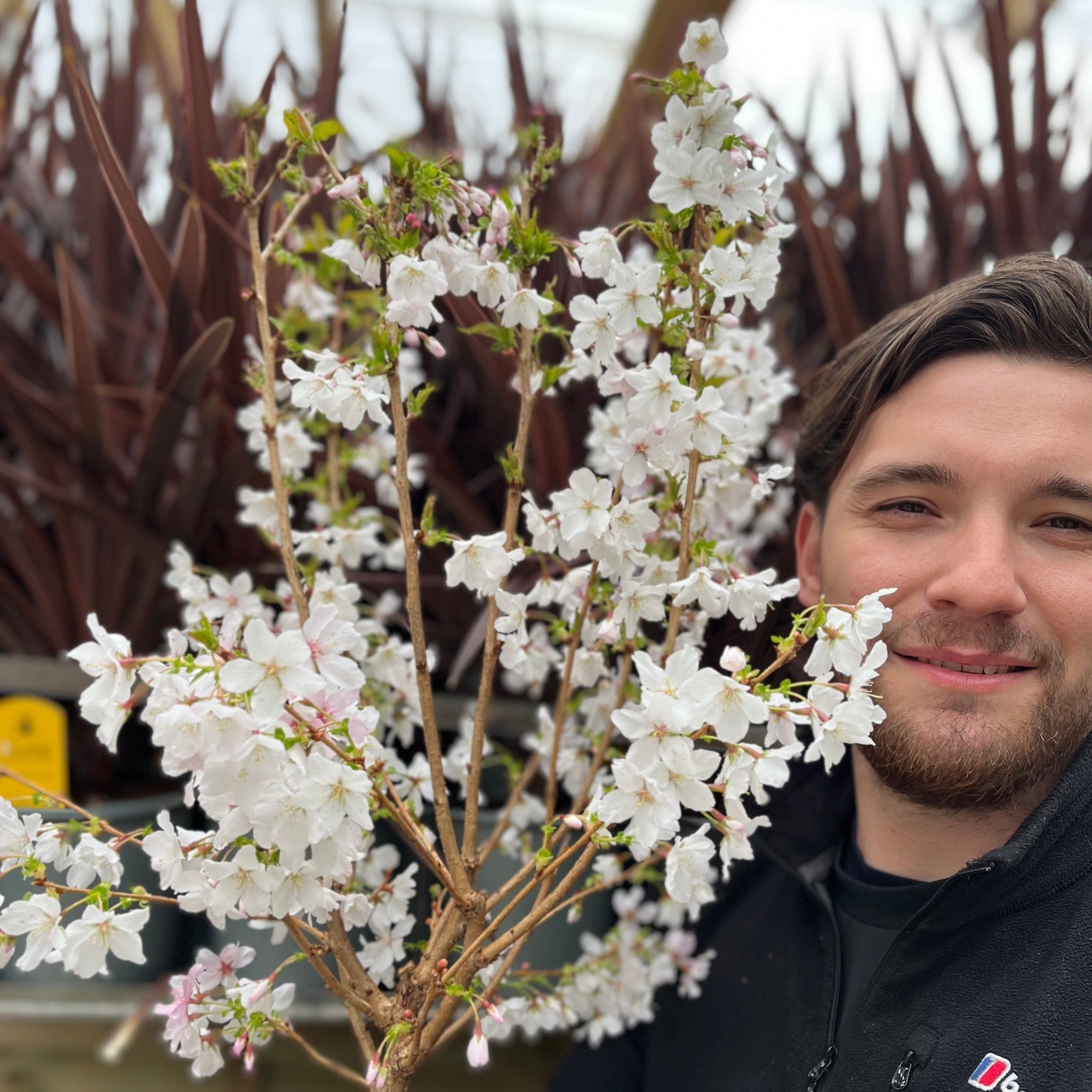 Ornamental Flowering Cherry Blossom Dwarf Tree - Nipponica âBrilliant'