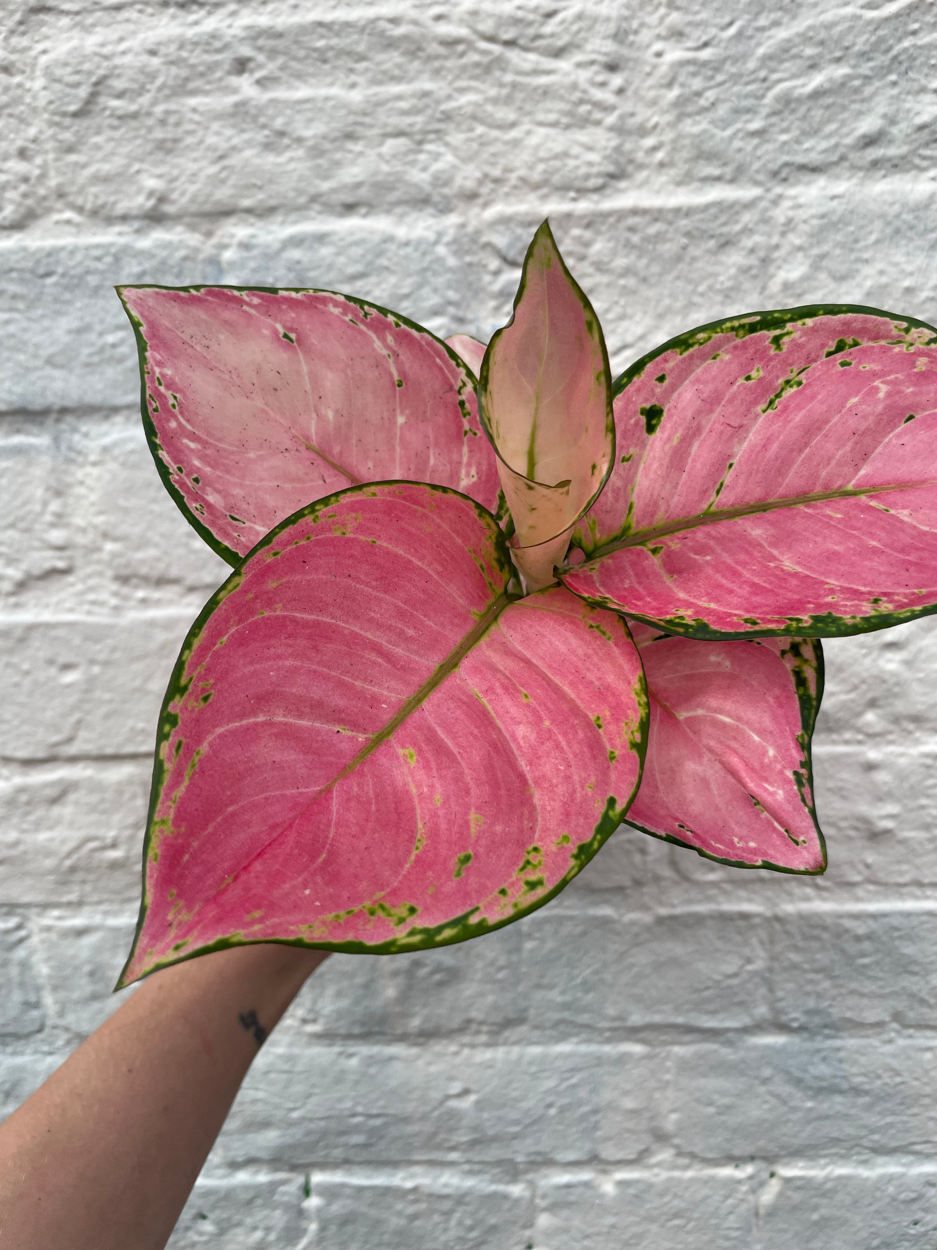 Aglaonema 'Valkyrie Pink' (Chinese Evergreen)