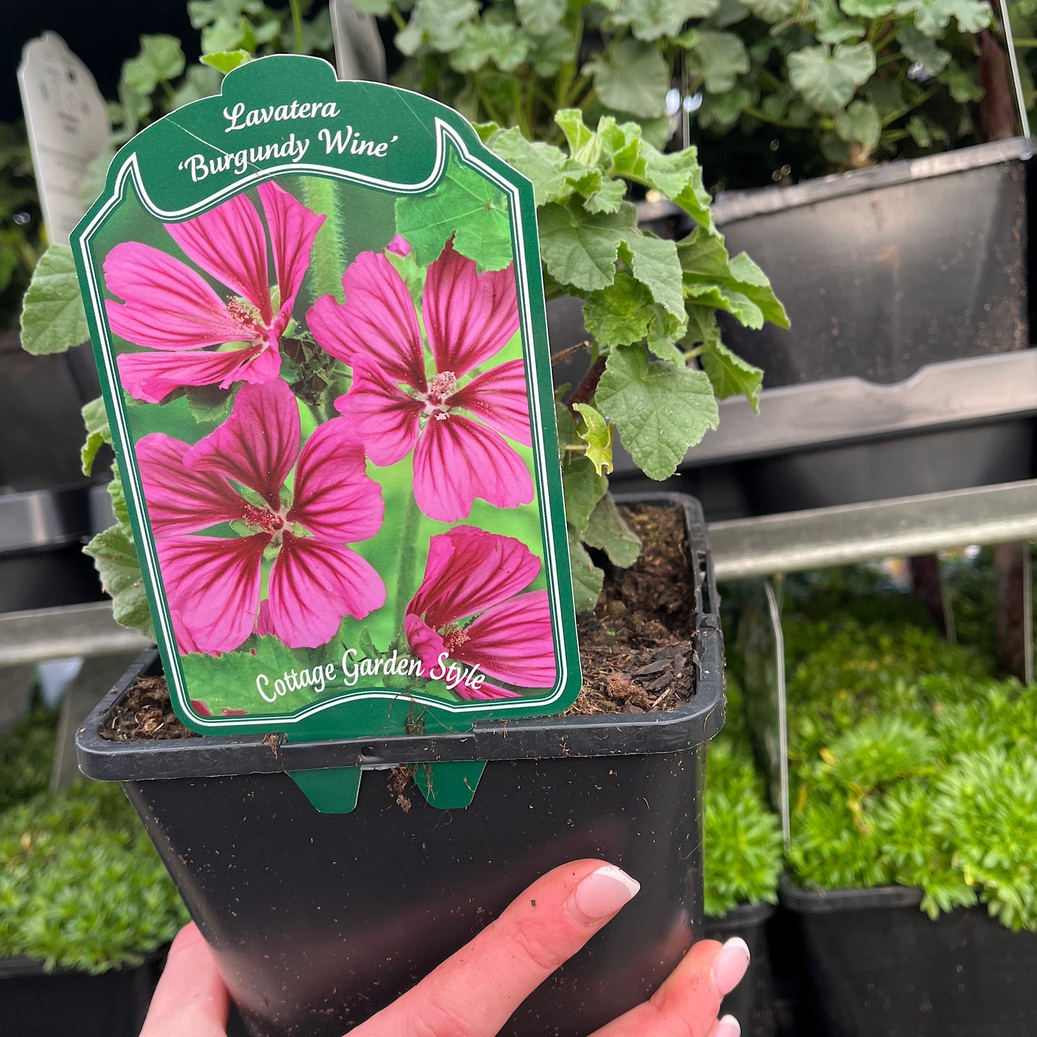 Lavatera 'Burgundy Wine'
