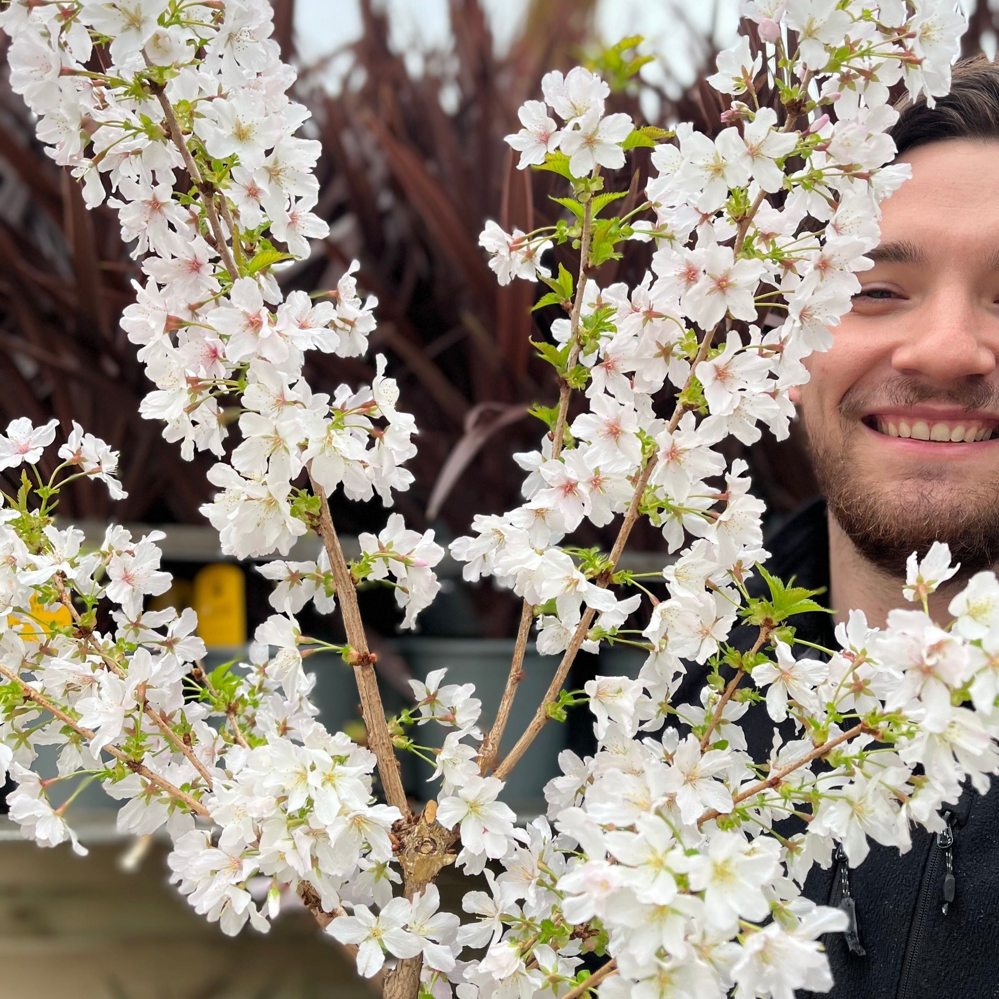 Ornamental Flowering Cherry Blossom Dwarf Tree - Nipponica âBrilliant'