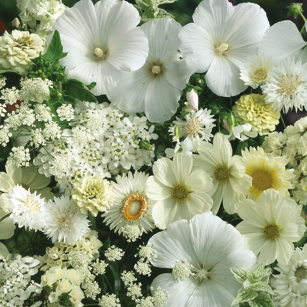 Wholesalers Choice White
