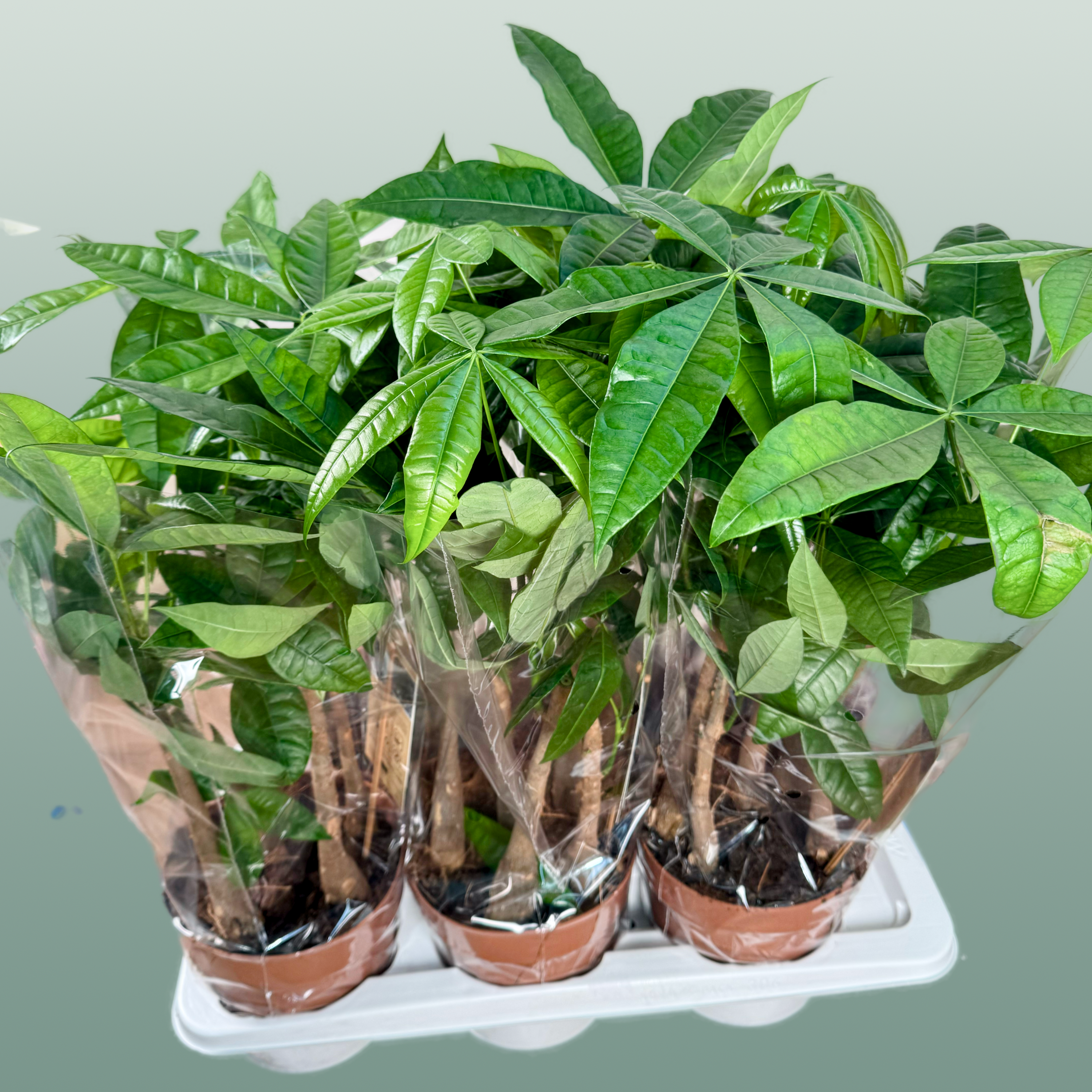 Pachira Aquatica Multi Stam