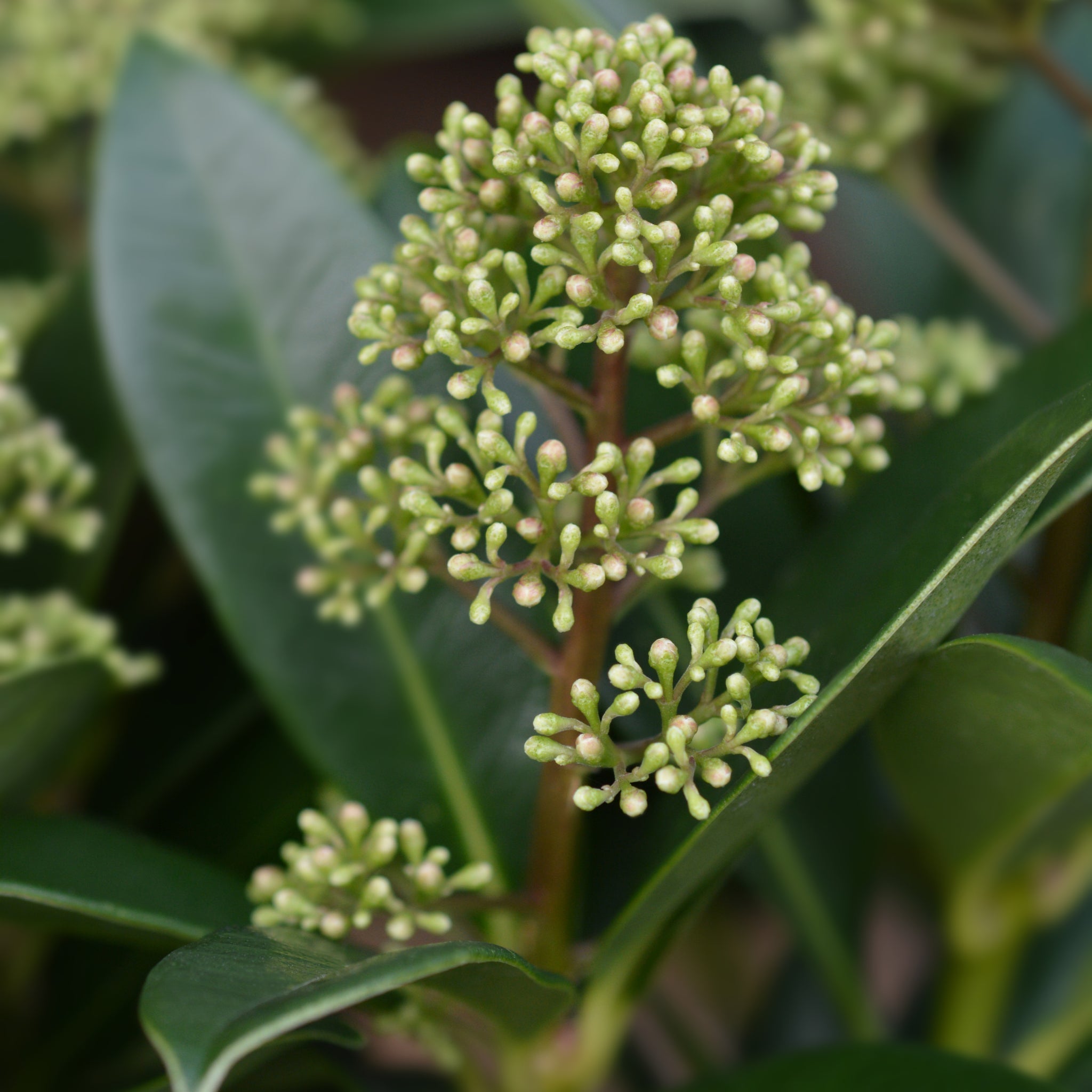 Skimmia japonica 'Finchy' 10.5cm / 2L / 5L