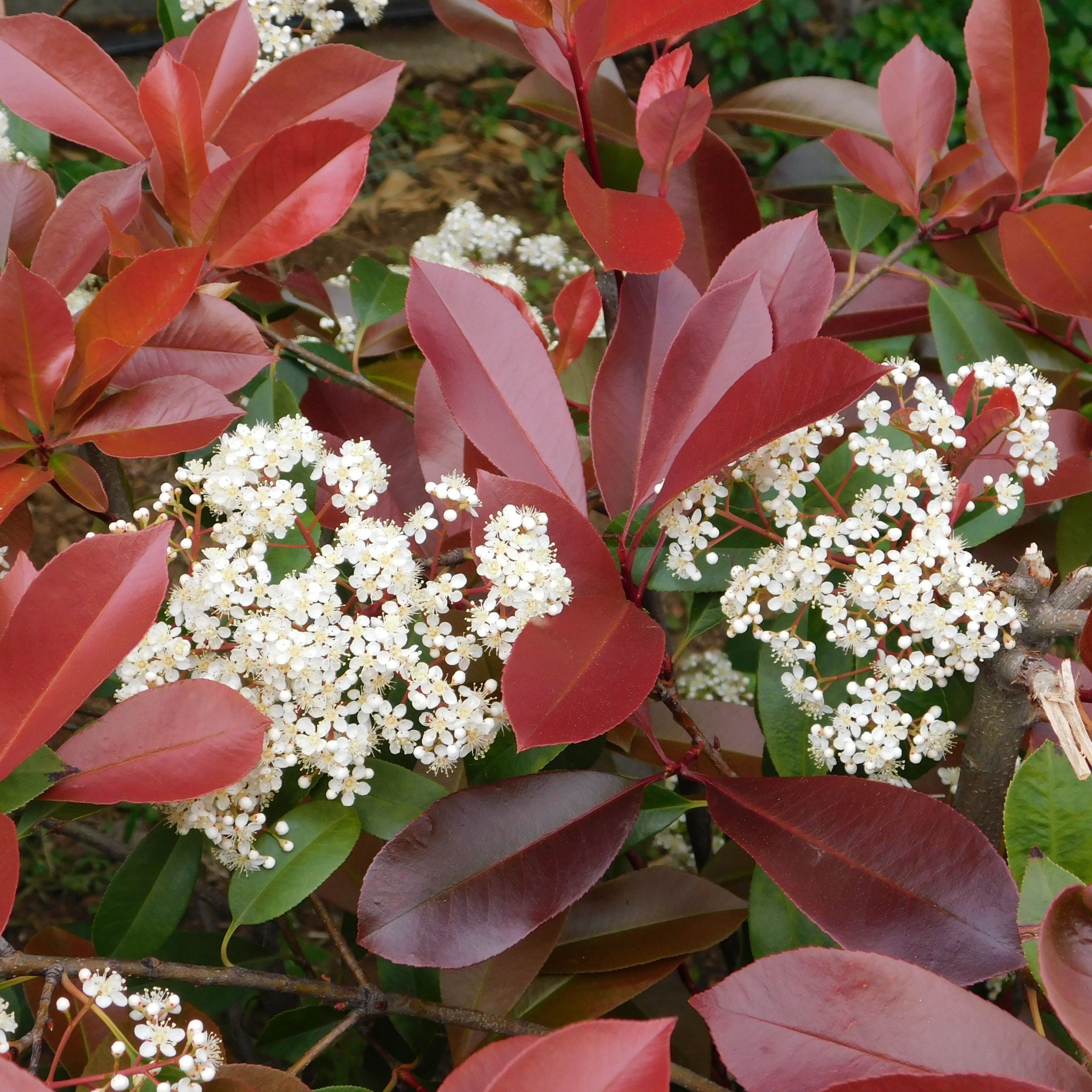 Photinia 'Little Red Robin' 9cm - 5L