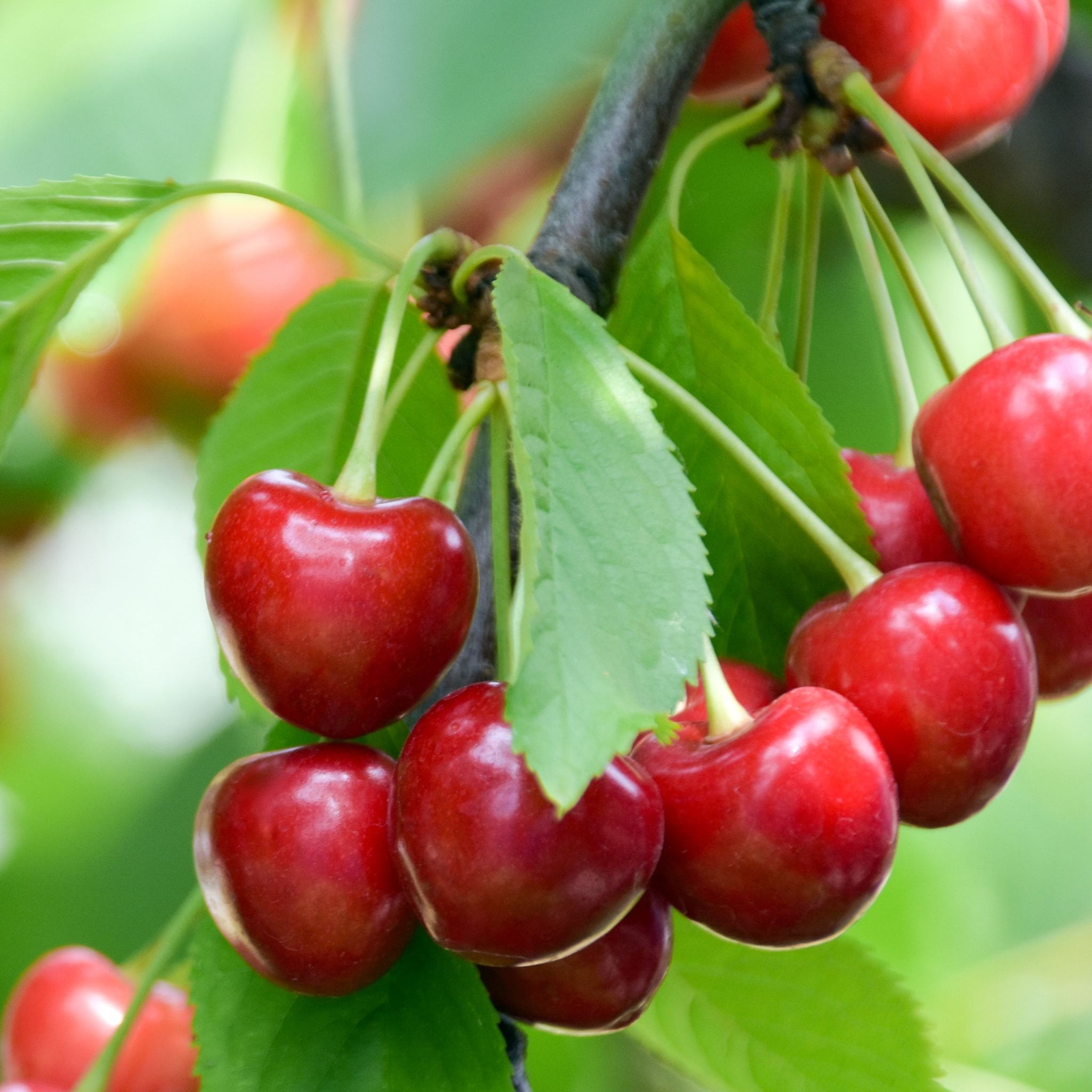 Dwarf Patio Cherry Tree 'Regina'