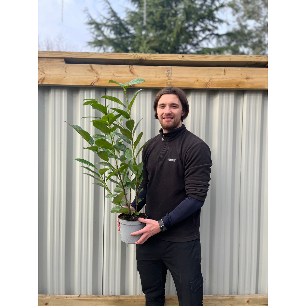 3ft (80-90cm) Potted Cherry Laurel Hedge Plants (Multibuy Offers Available)