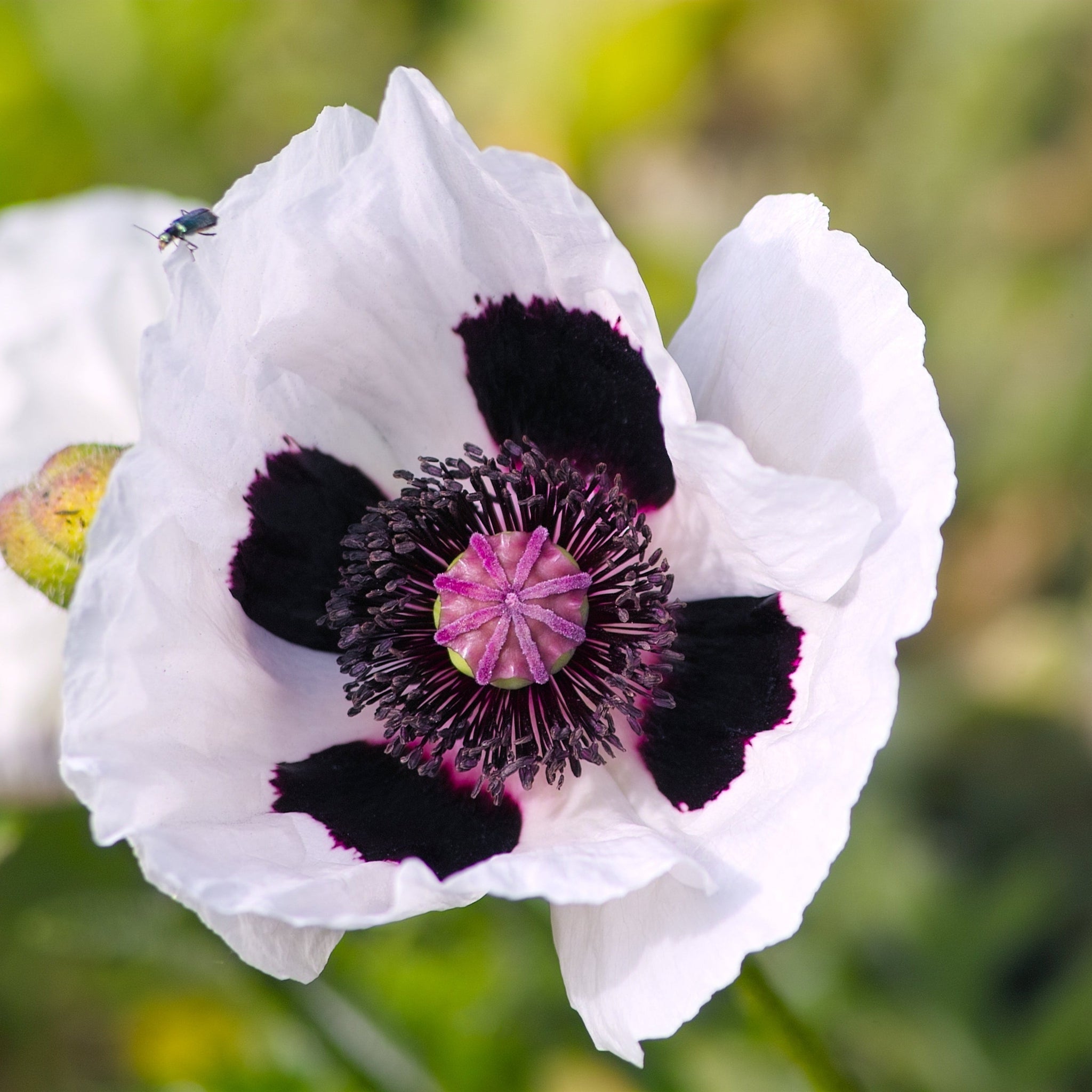 Papaver orientale 'Royal Wedding' | Oriental Poppy 9cm/2L