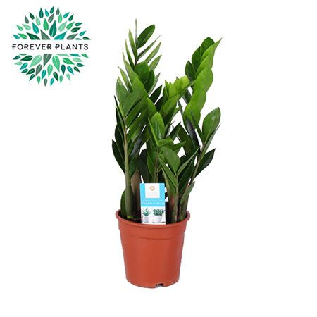 Zamioculcas Zamiifolia 6+