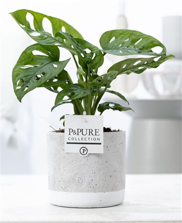 Monstera Adansonii Keramiek Jade