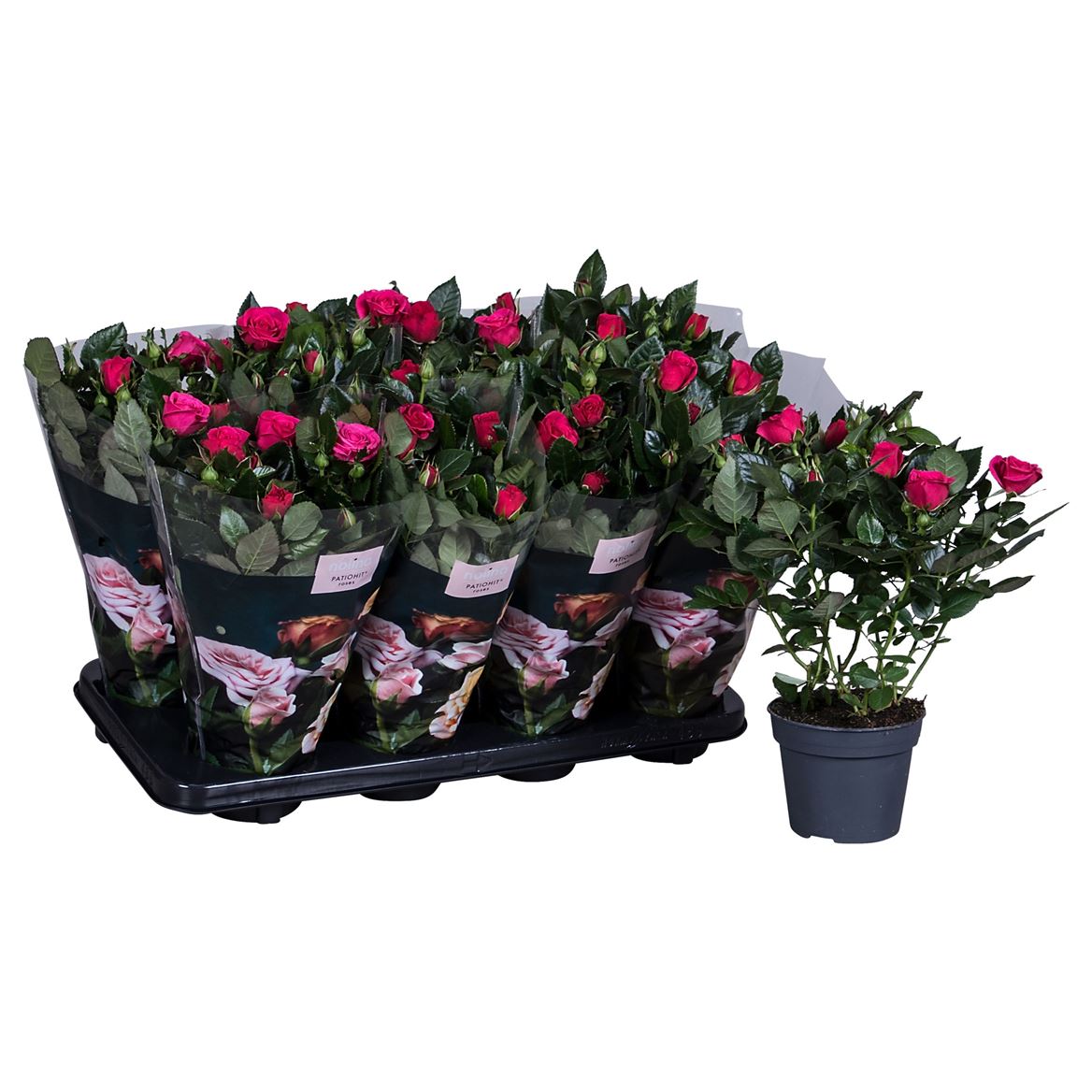 Rose Patio Hit Dark Pink