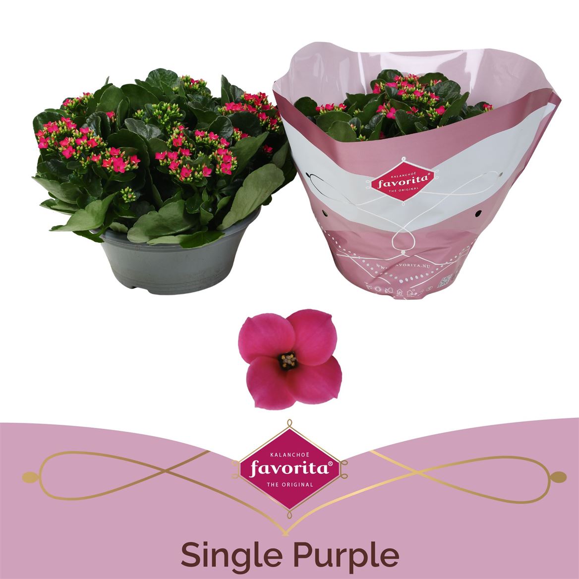 Kalanchoe Bl Paars Tst