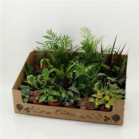 Ov Kamerplanten Gemengd Showdoos