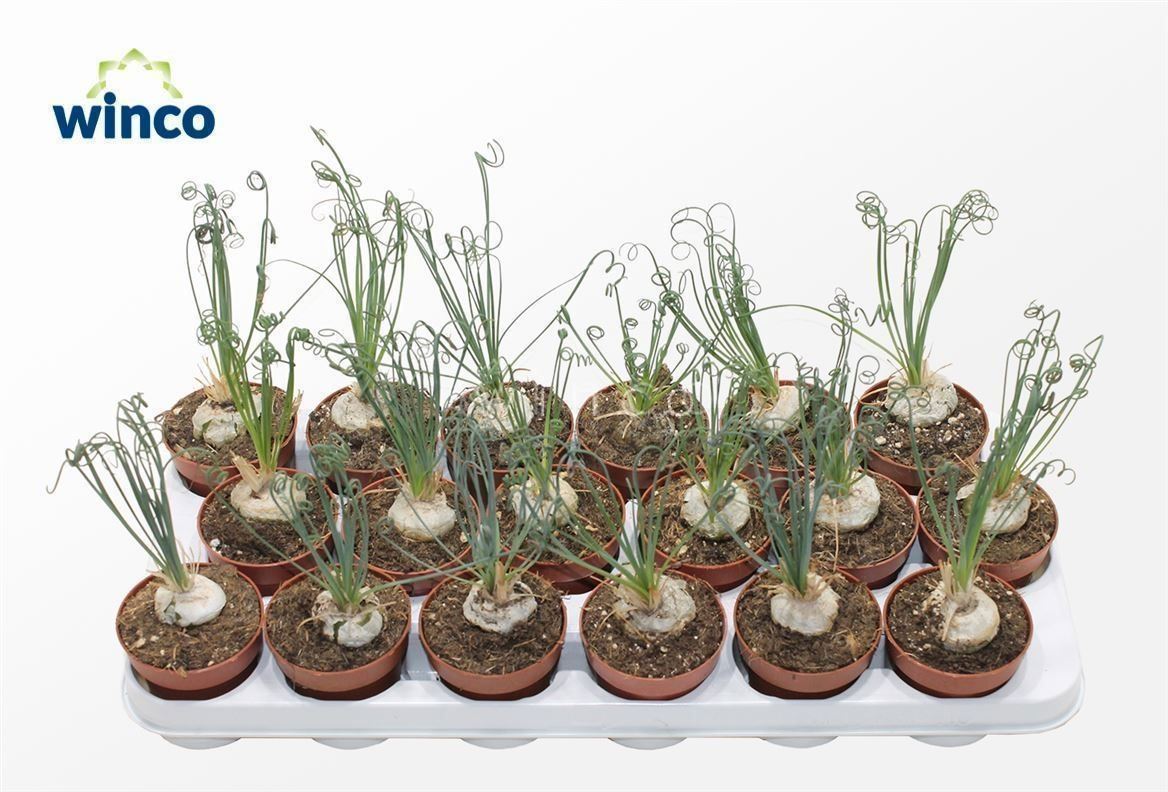 Albuca Spiralis (caudex)