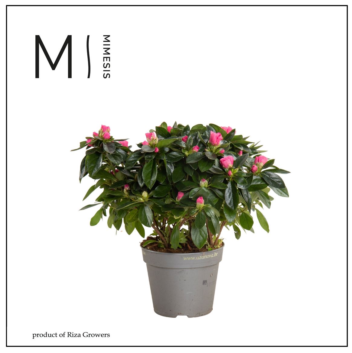 Rhodo Si Aiko Roze
