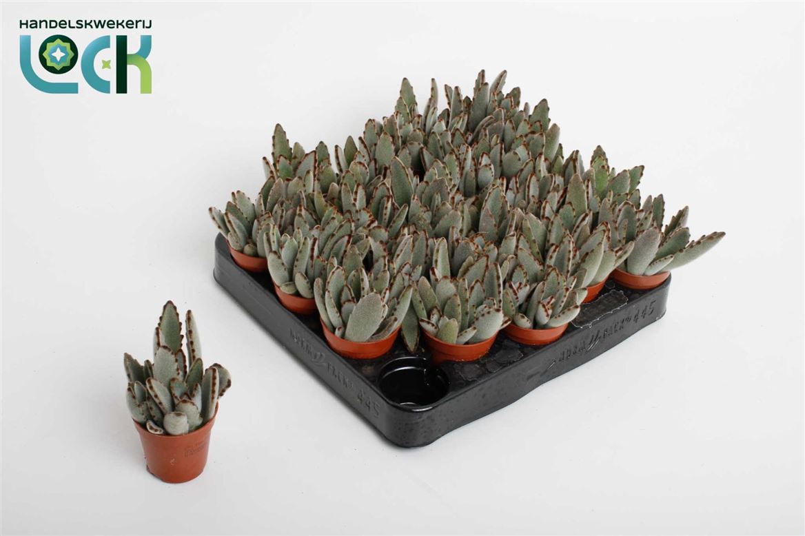 Kalanchoe Tomentosa