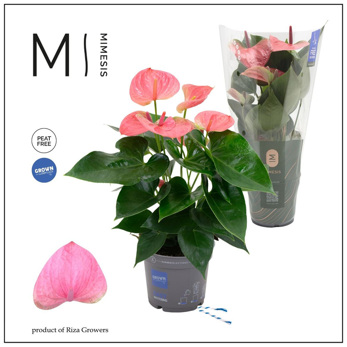 Anthurium An Pink