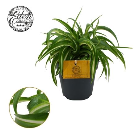 Chlorophytum Bonnie