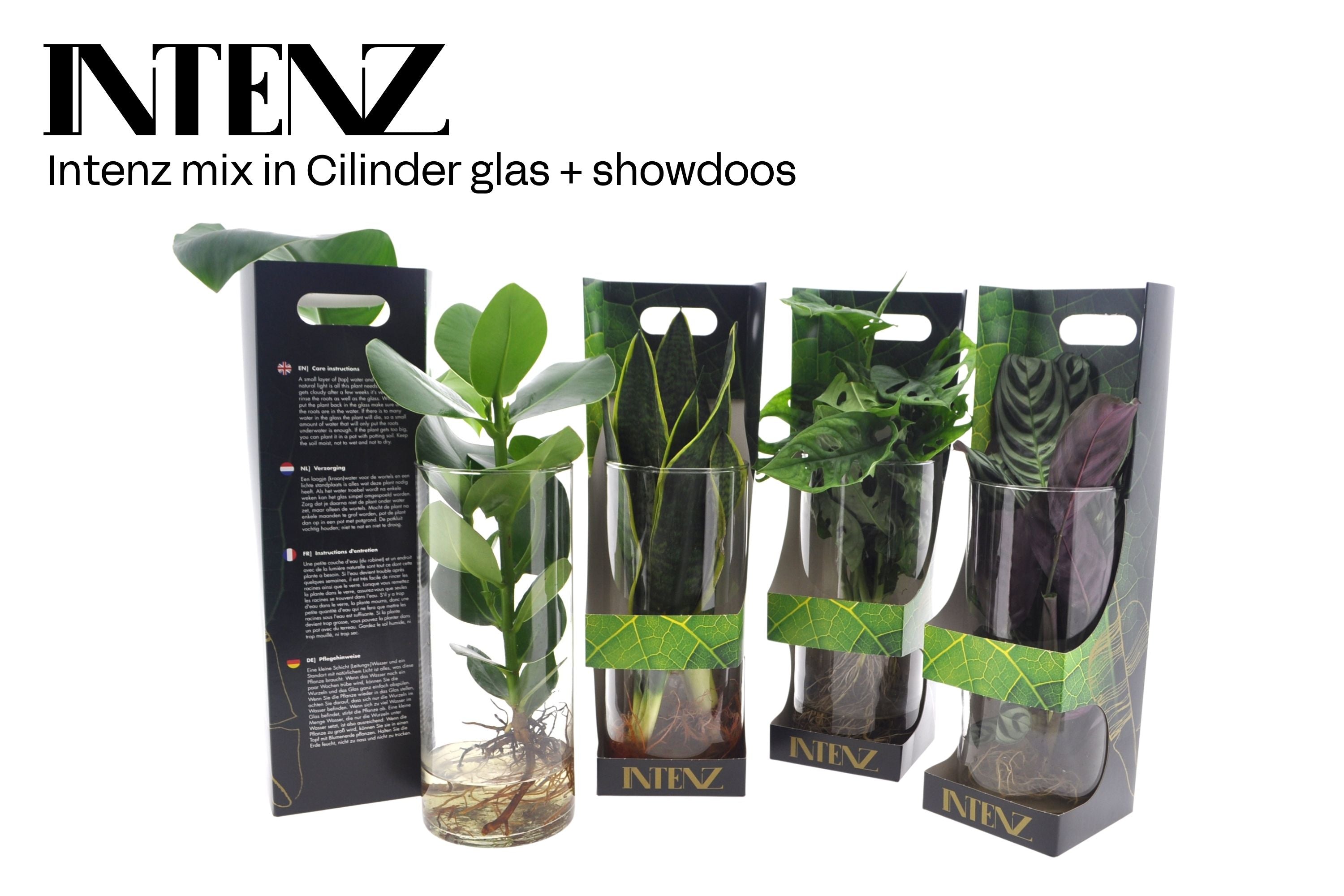 Opm Intenz Gemengd Glas Cilinder + Giftpack