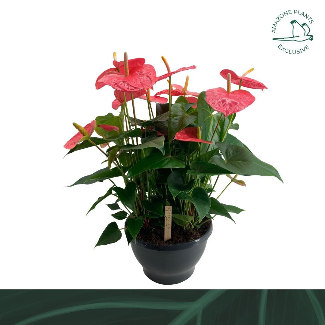 Anthurium An Colorado