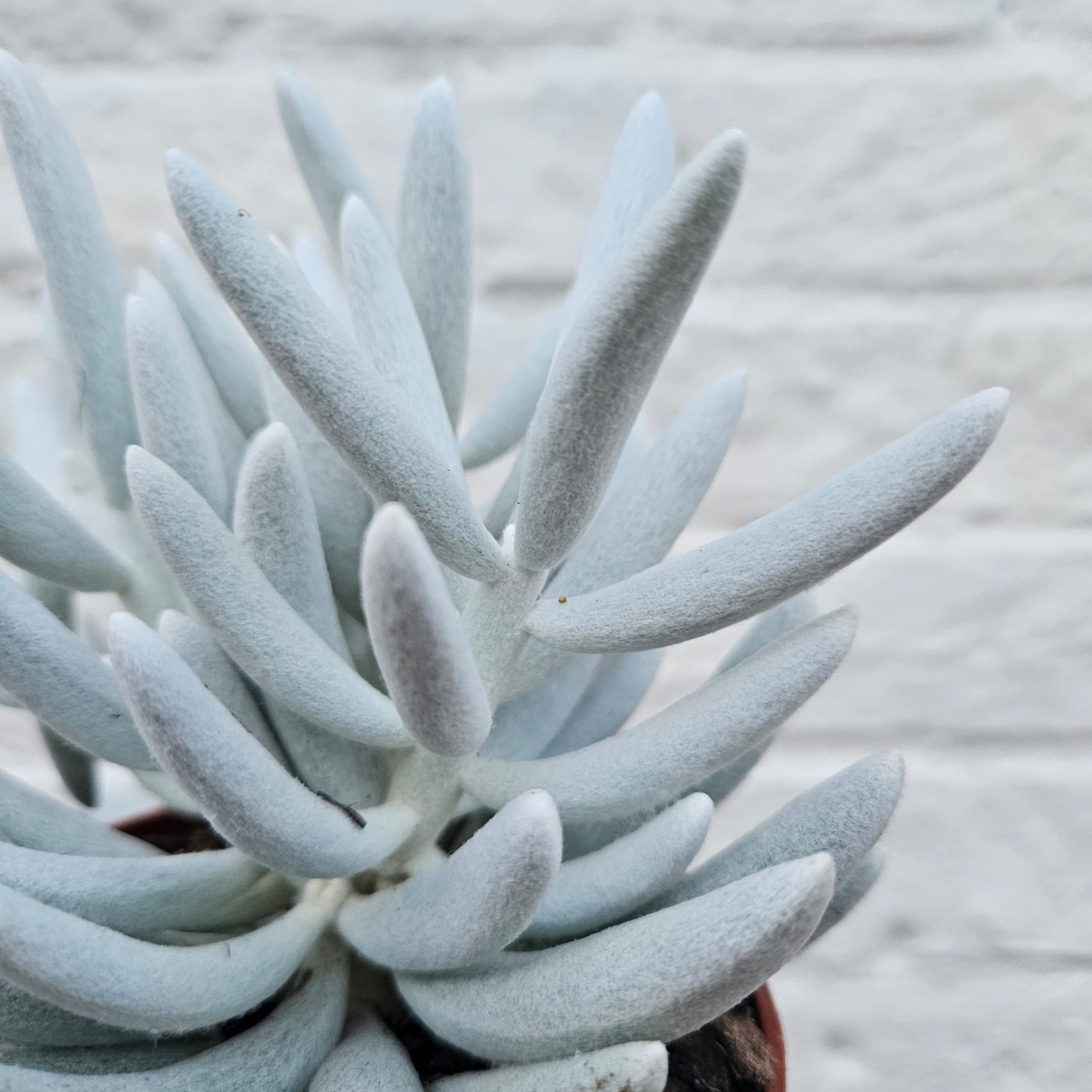 Senecio haworthii 'Mont Blanc' (Succulent plant)