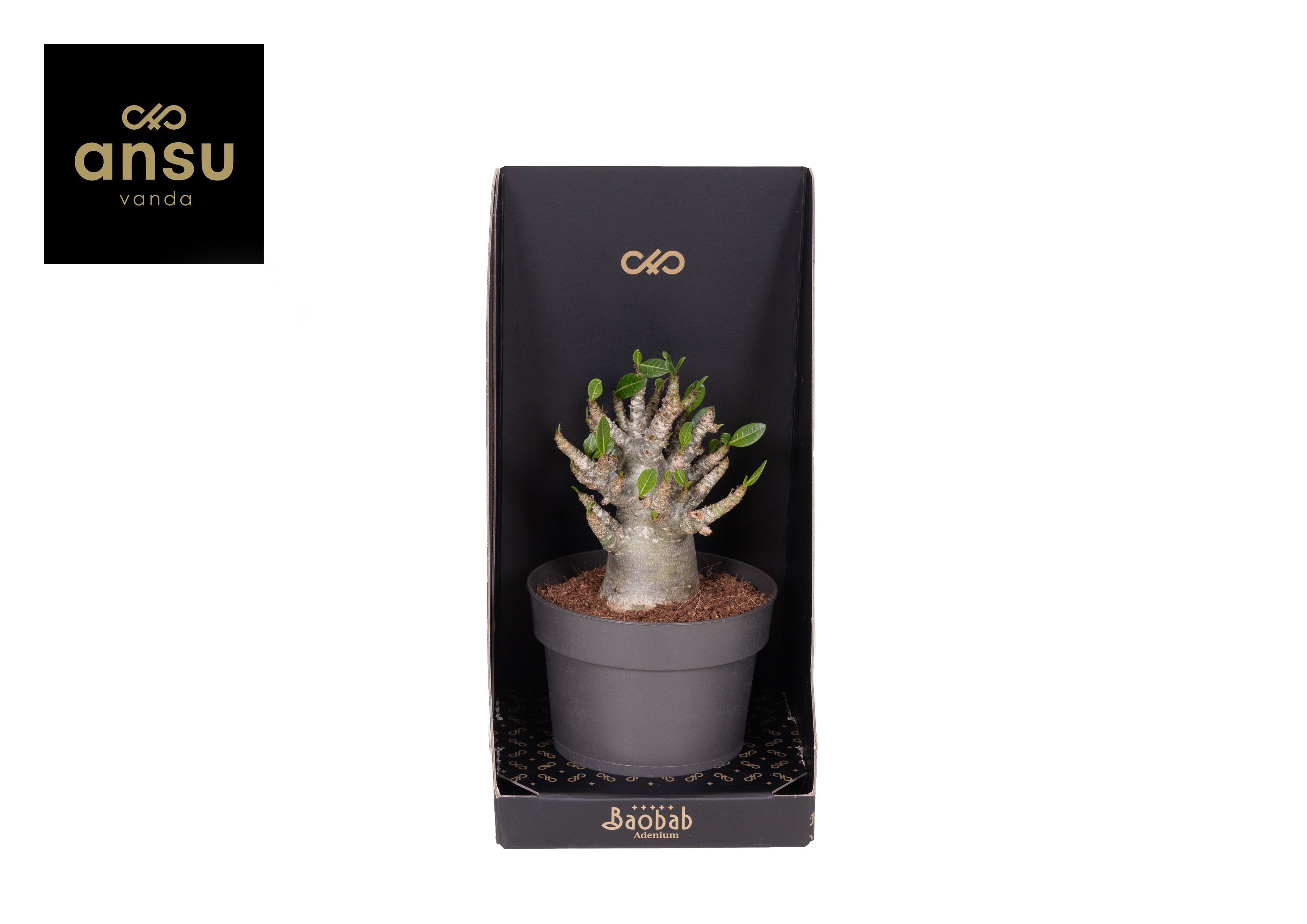 Adenium Baobab
