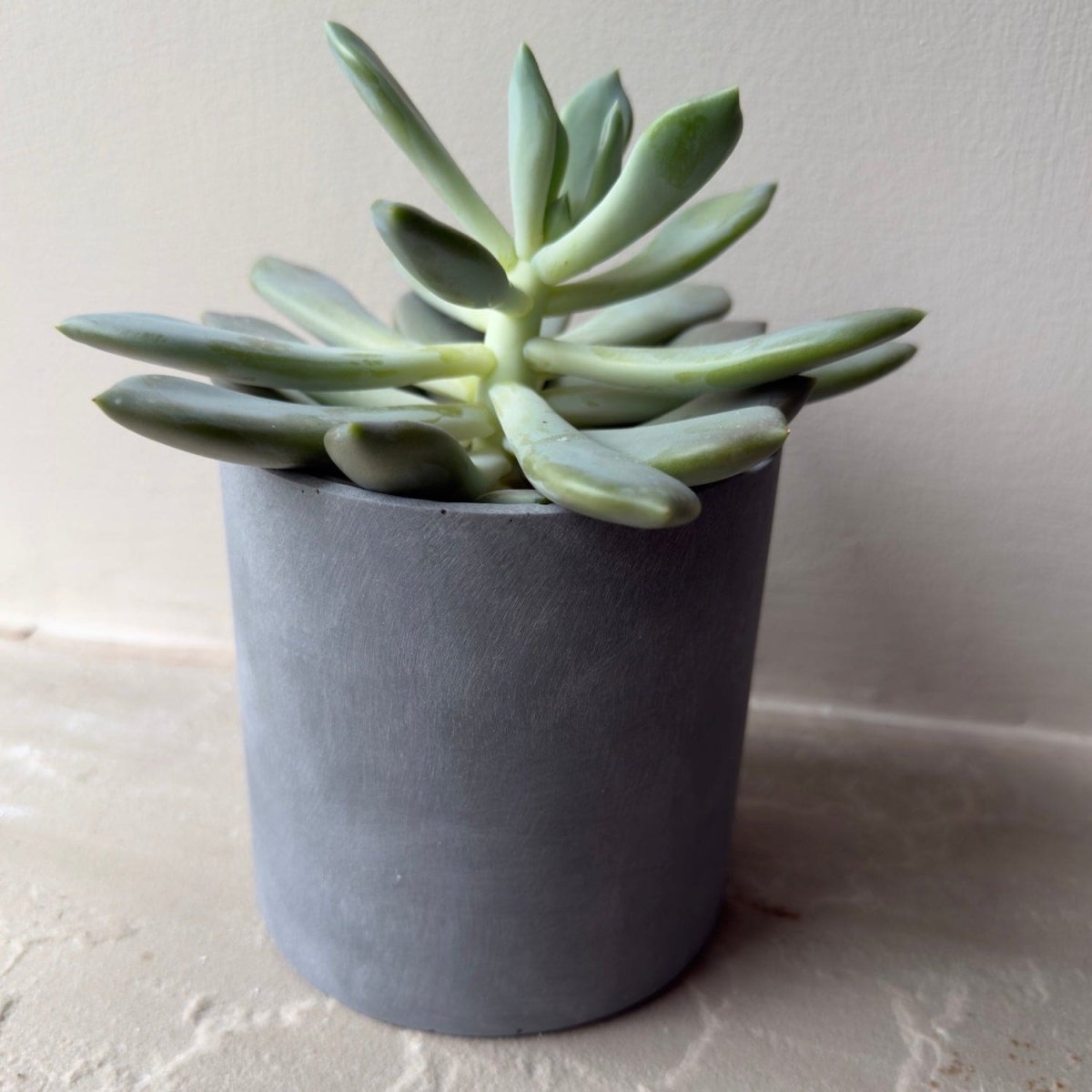 Aurello | Brushed Grey Stone Resin Indoor Plant Pots (Set of 2) - Zestio