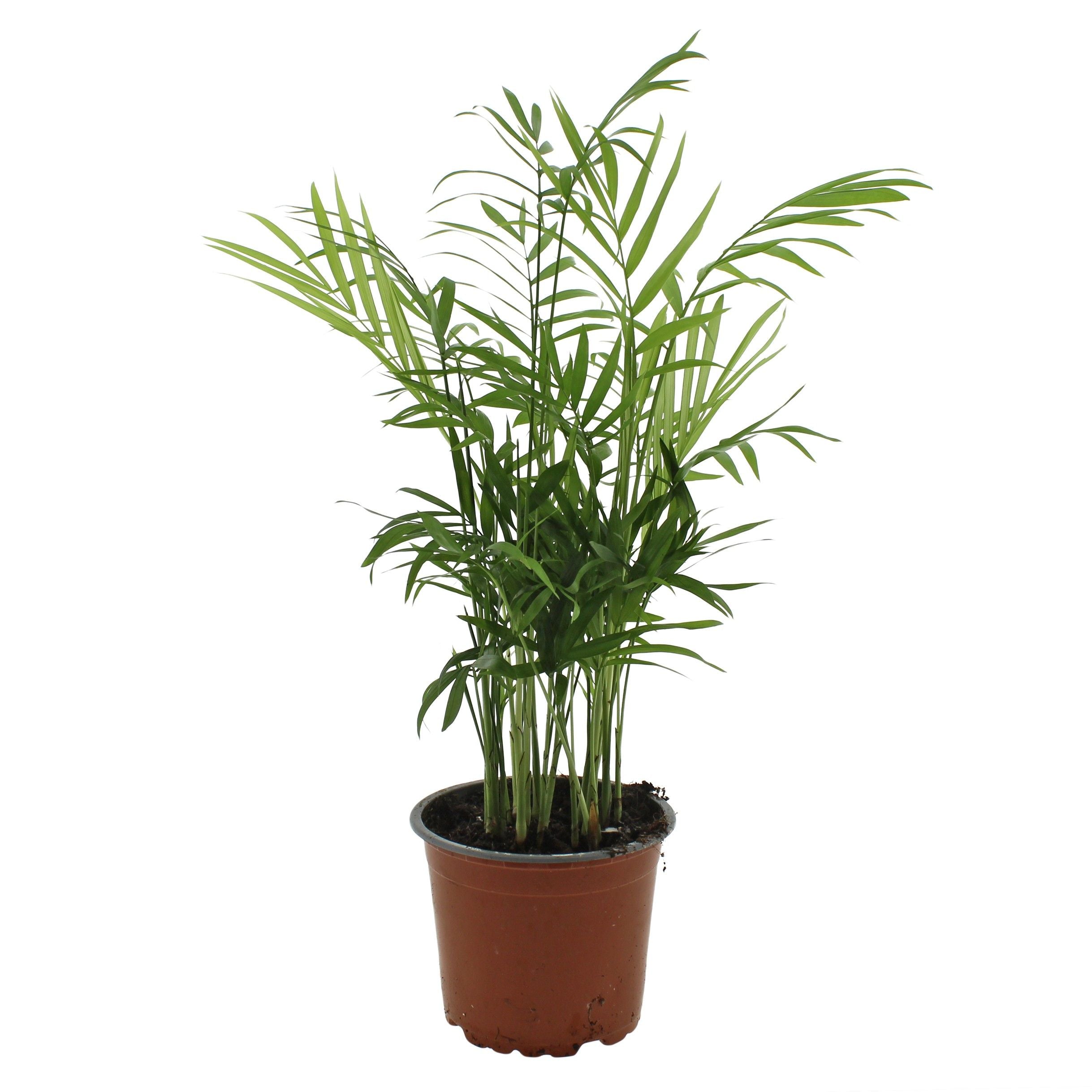 Chamaedorea Elegans
