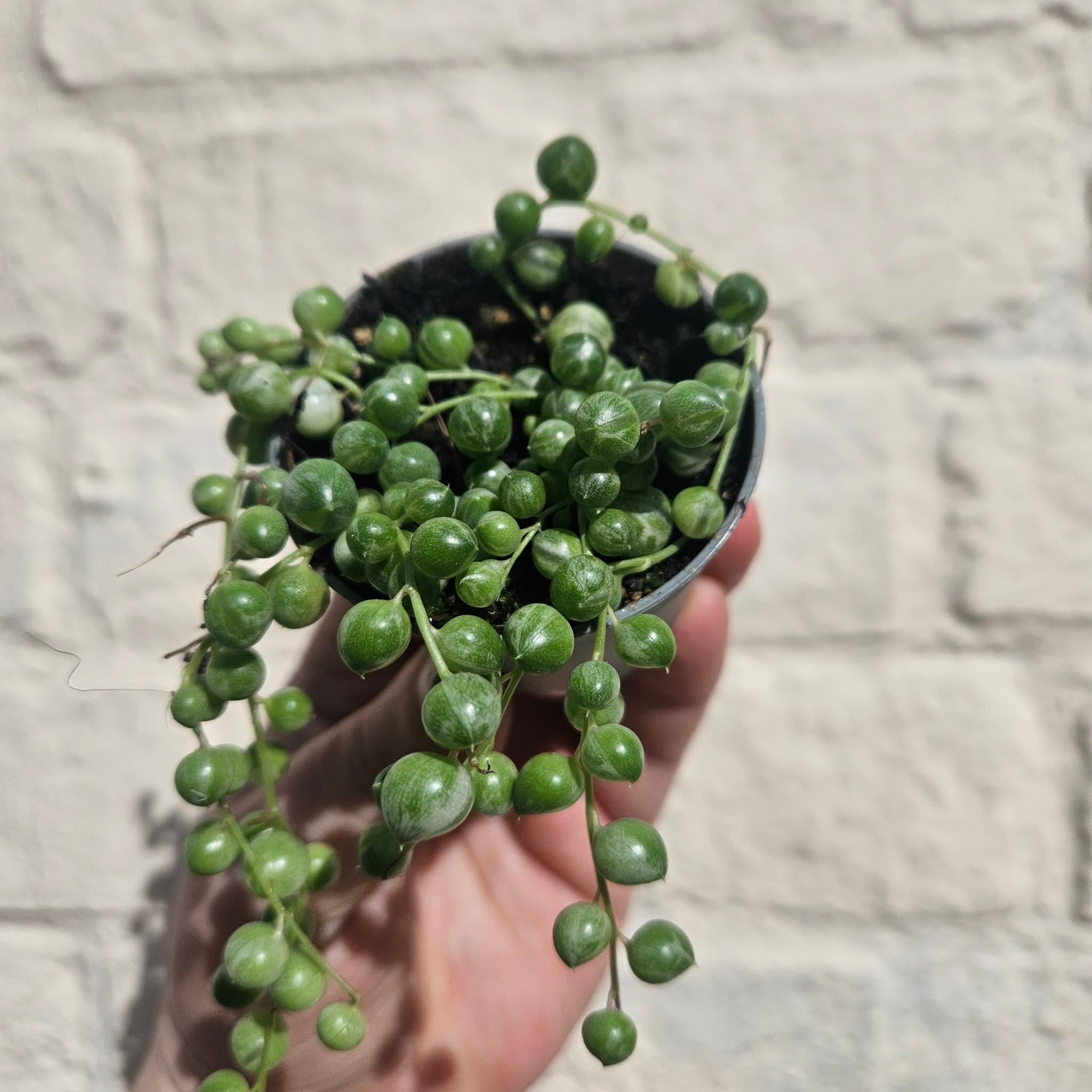 Curio rowleyanus 'Variegata' (Variegated String of Beads)