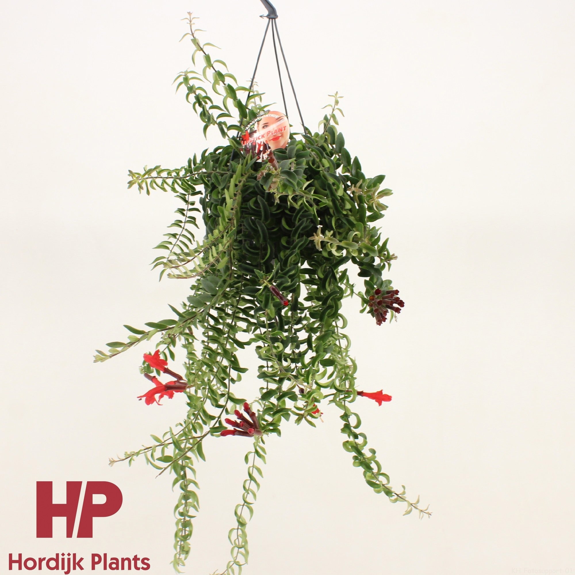 Aeschynanthus Twister