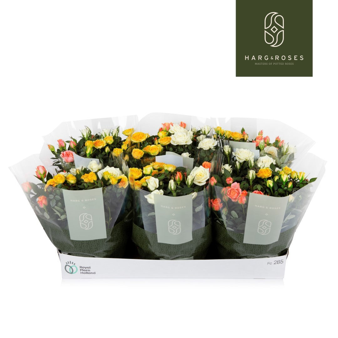 Rose Kordana Gemengd Pastel