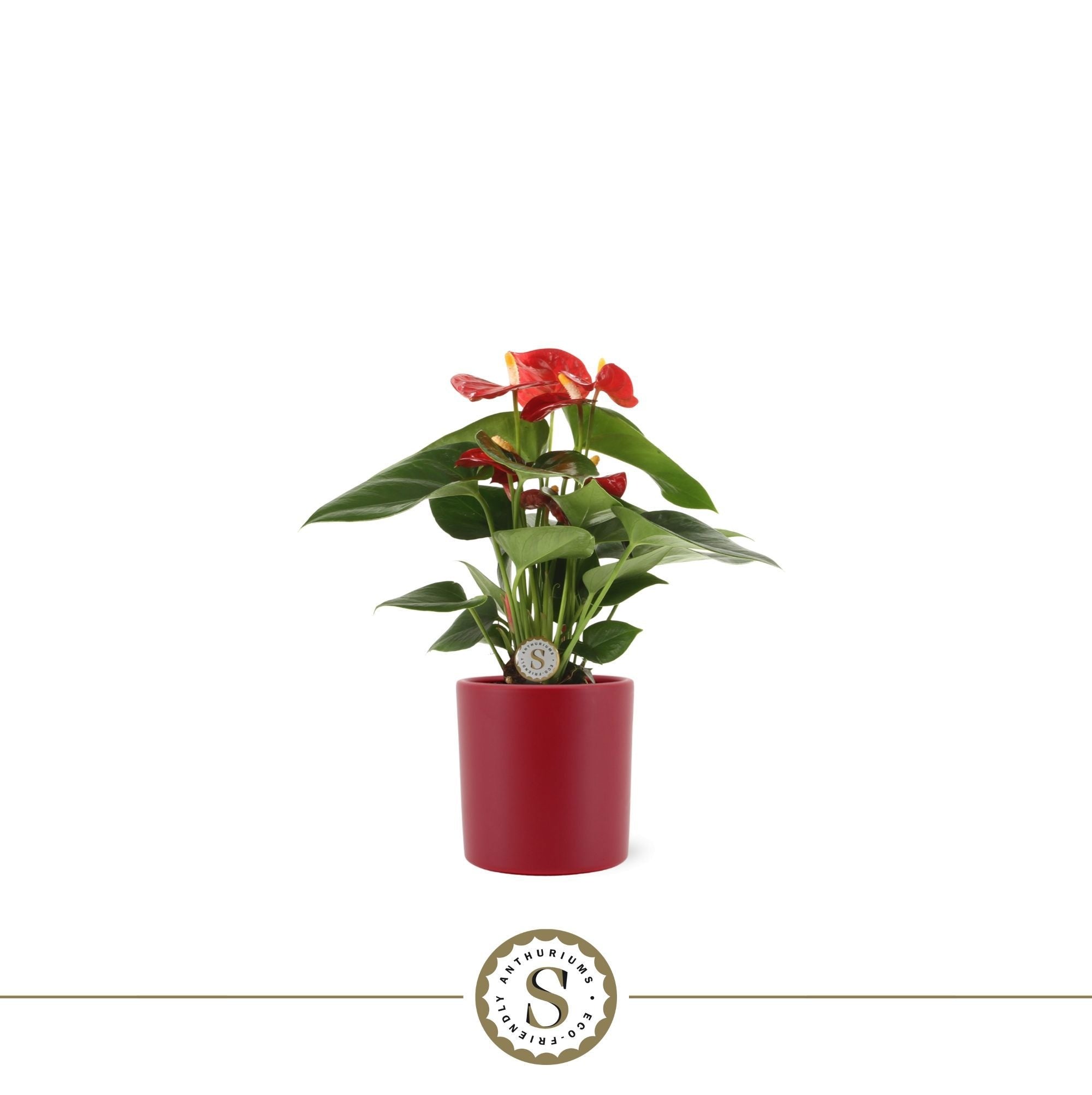 Anthurium St Red Champion Keramiek Bari Red