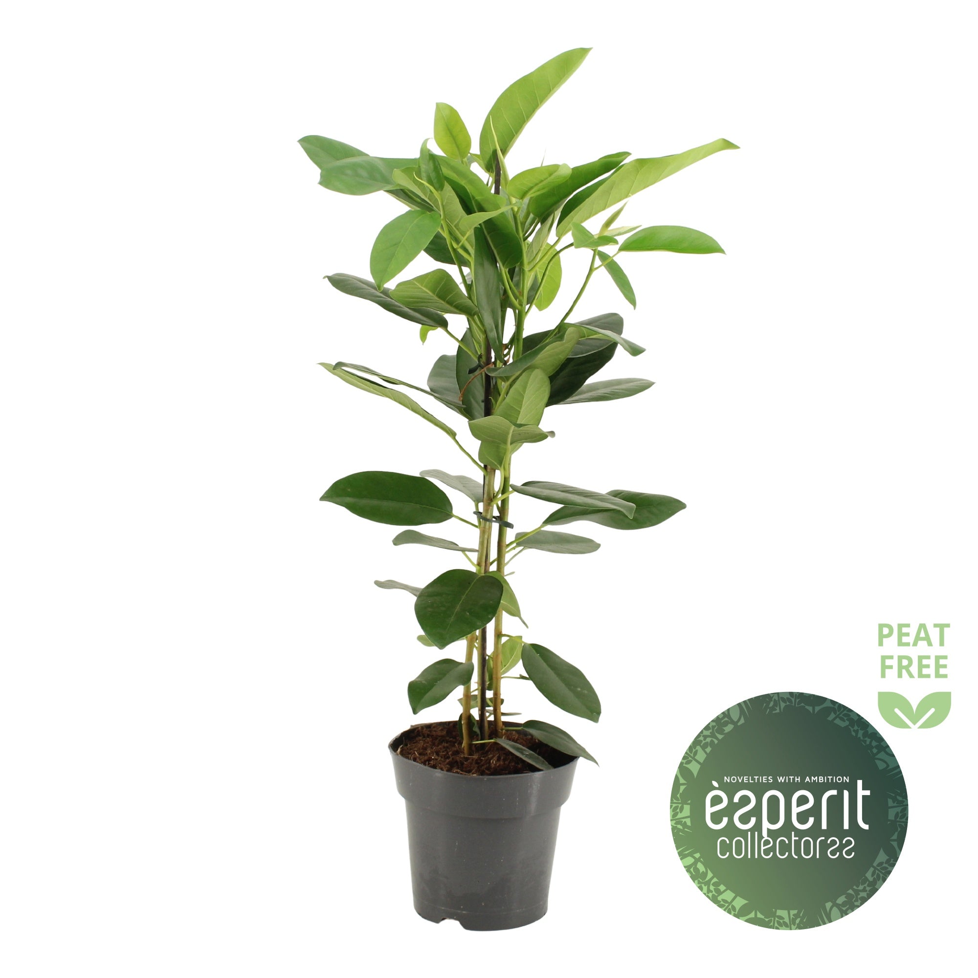 Ficus Mi Fuji