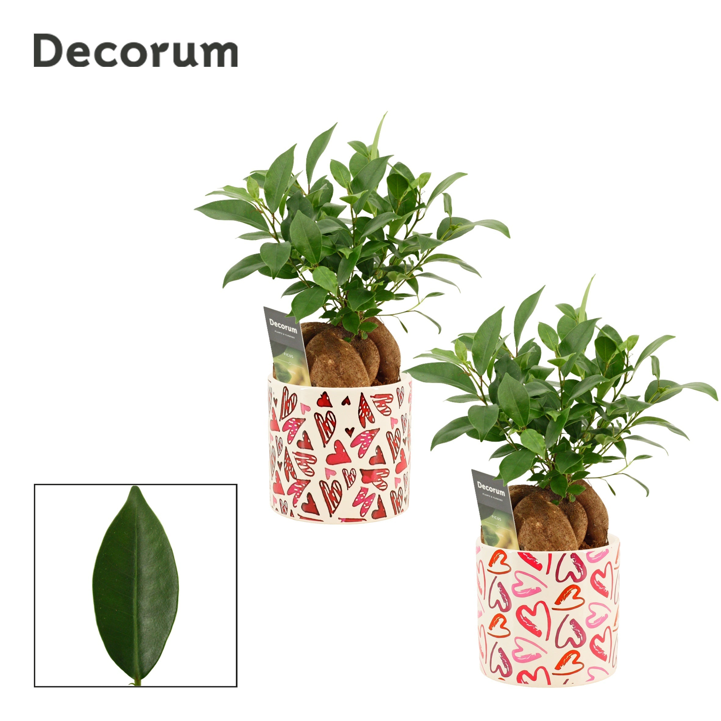 Ficus Mi Ginseng Keramiek Julia