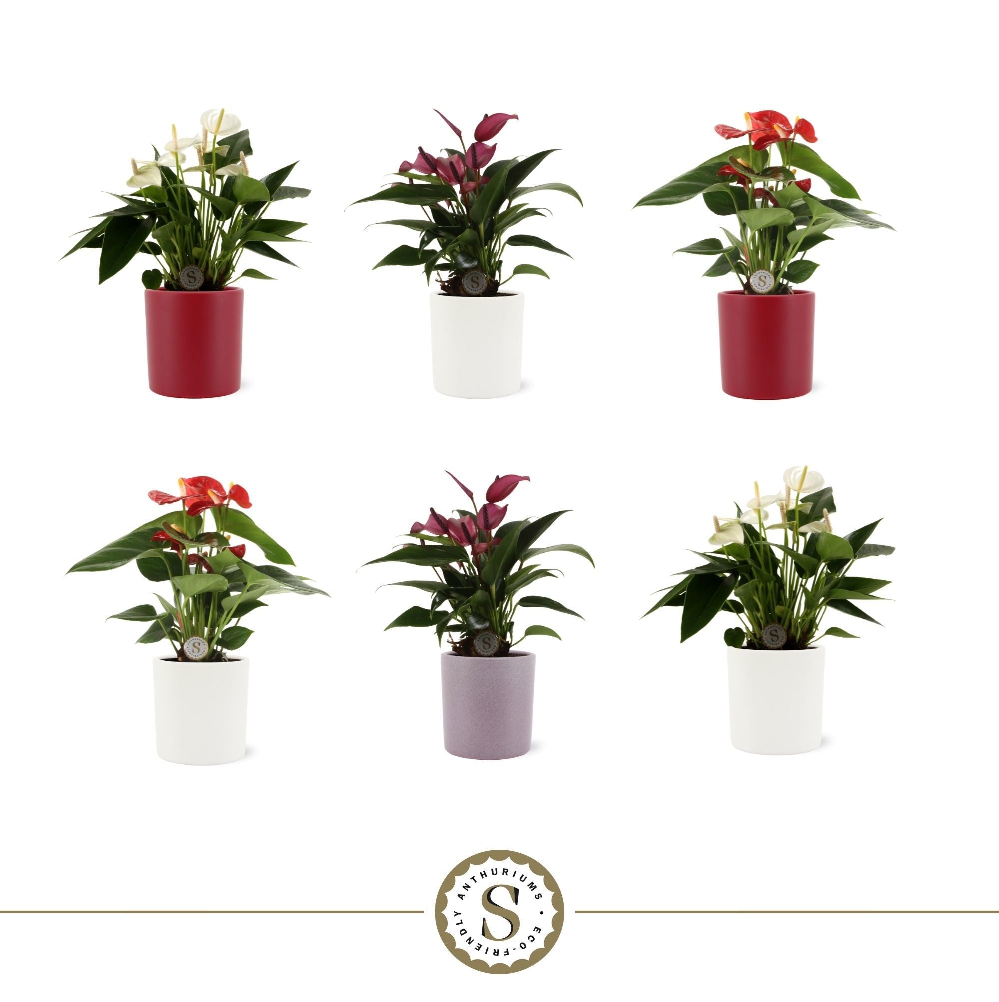 Anthurium St Gemengd Keramiek Bari