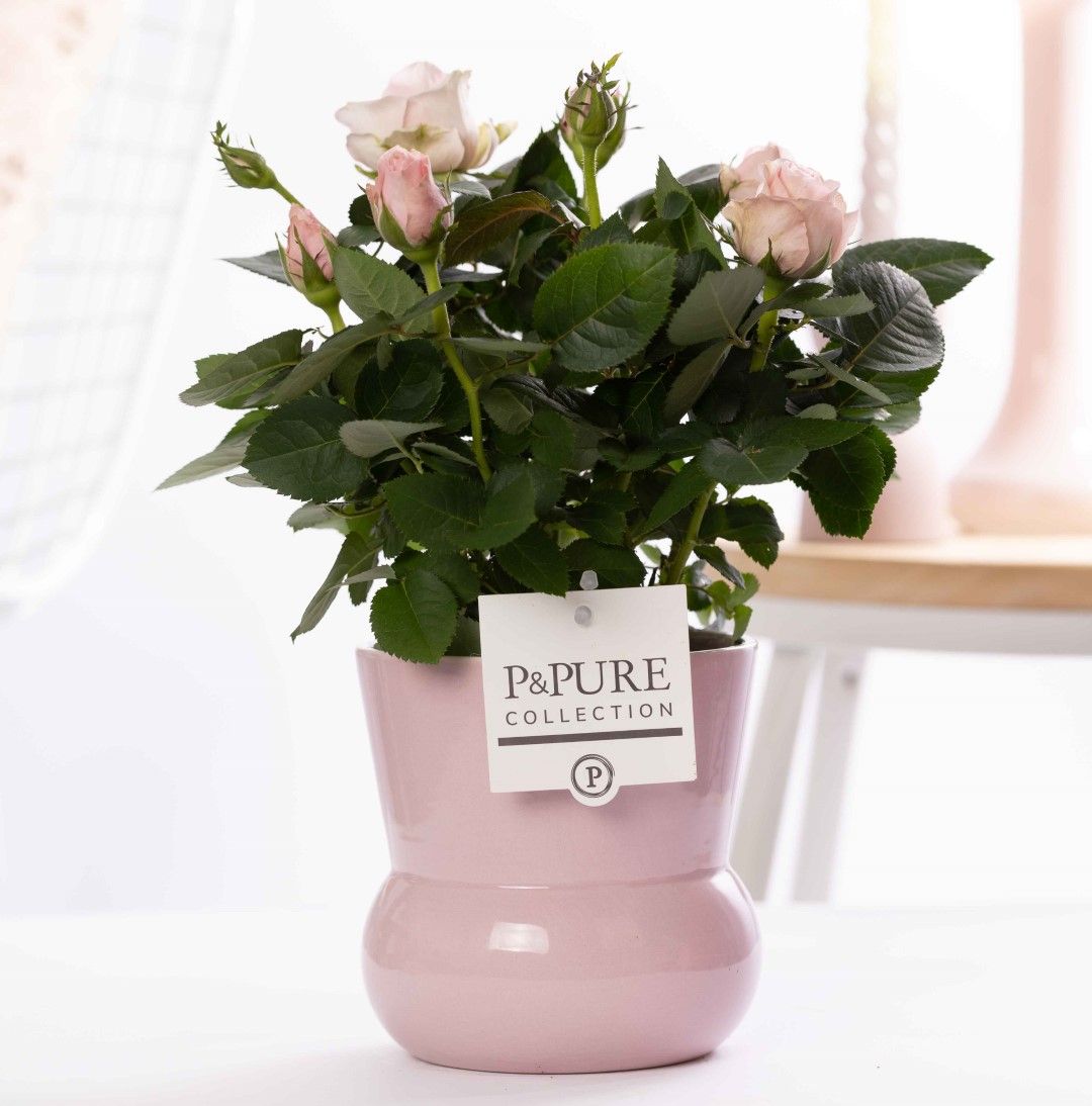 Rose Bm Licht Roze Keramiek Maima