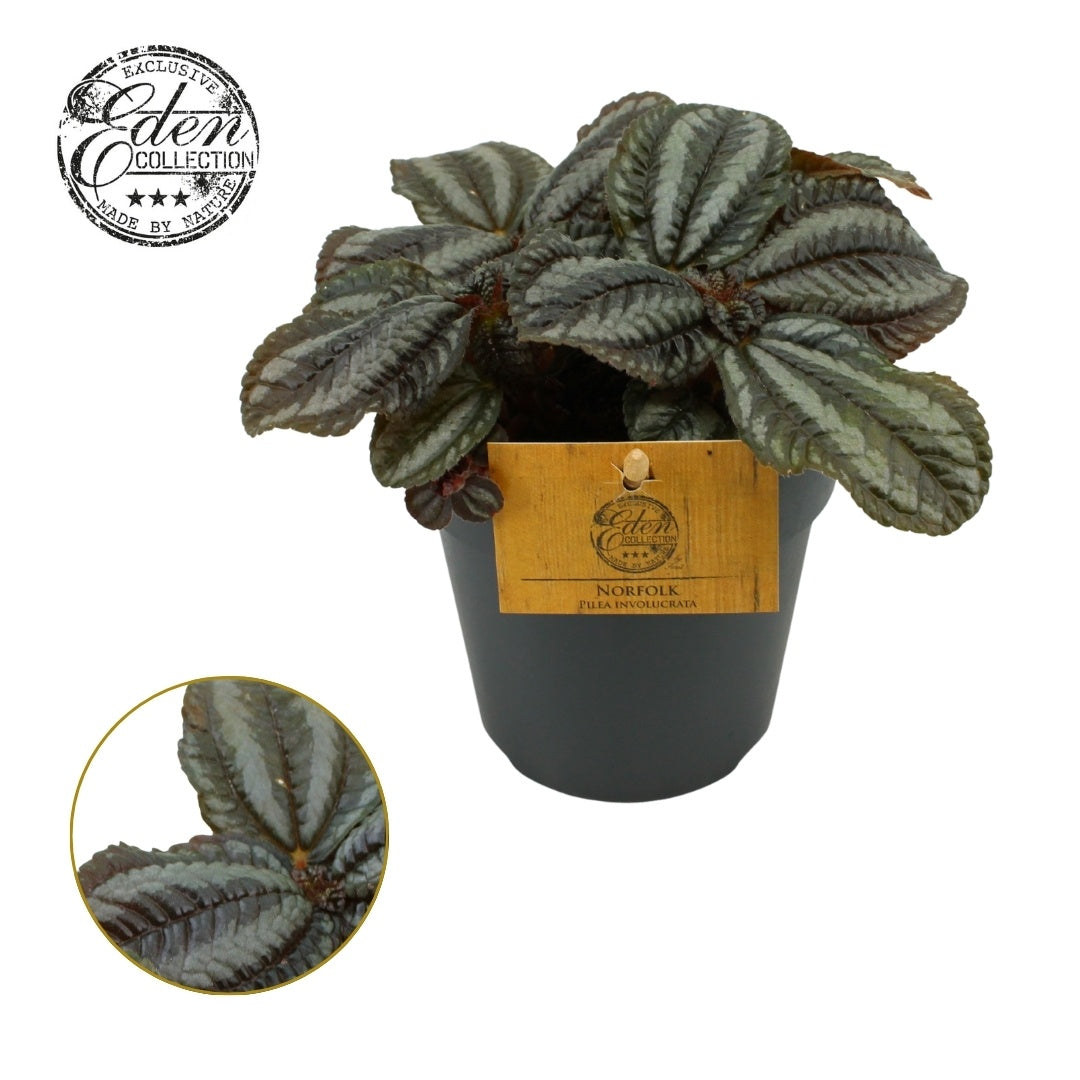 Pilea Norfolk