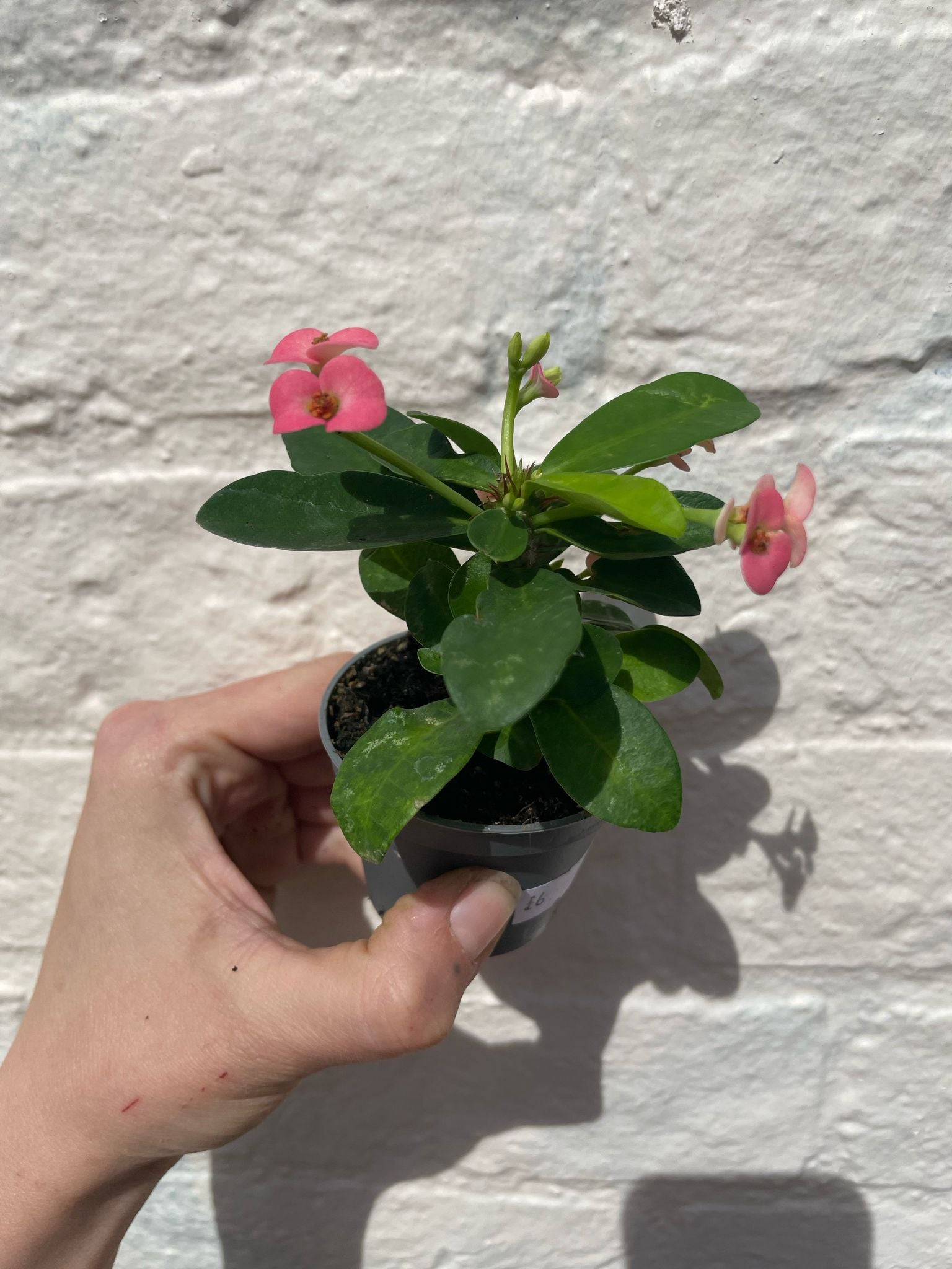 Euphorbia milii (Crown of Thorns)