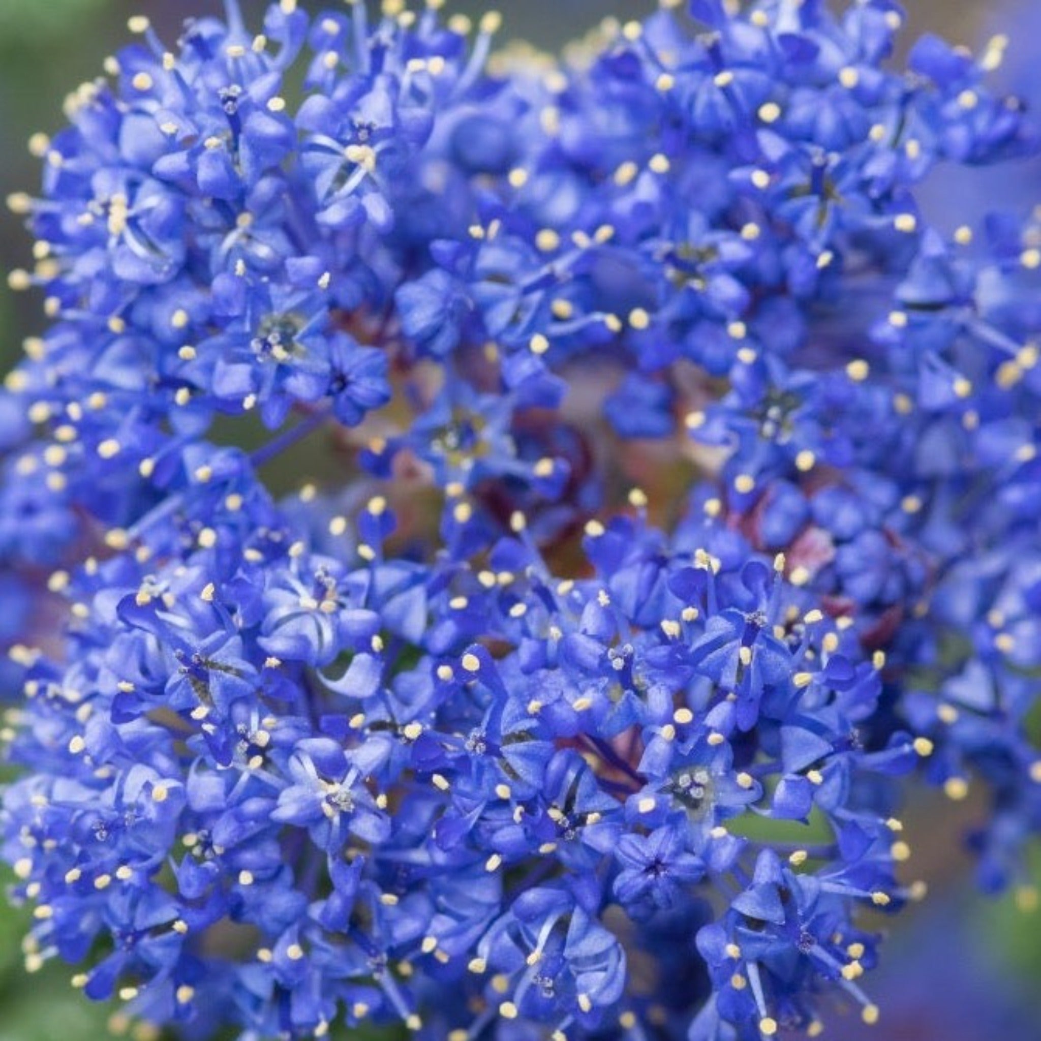 Ceanothus thyrsiflorus var. repens 2L