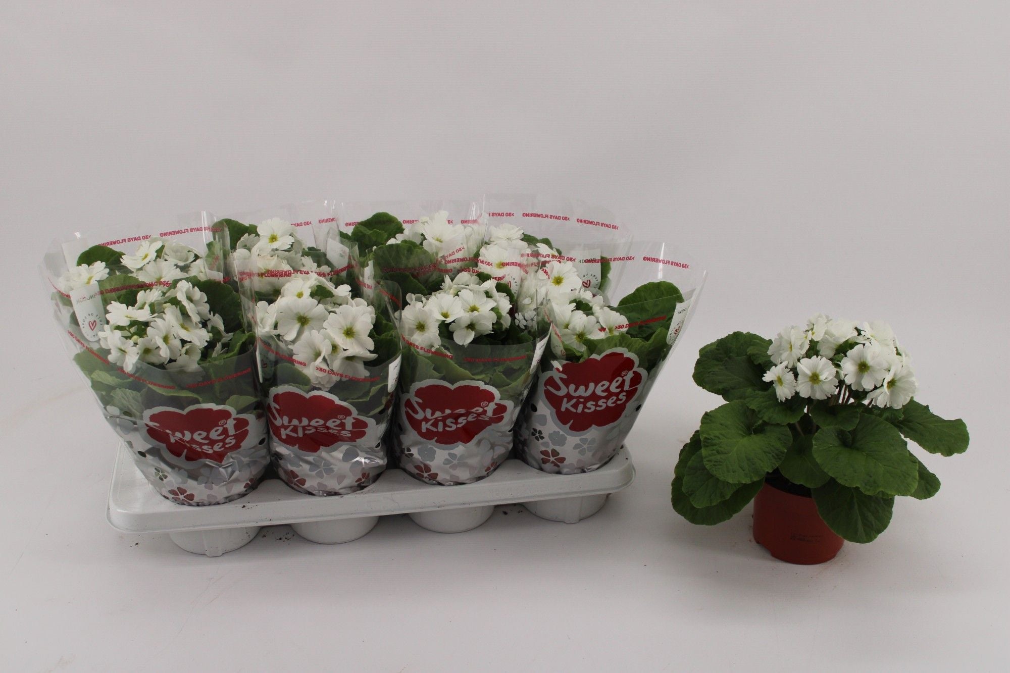 Primula Ob White