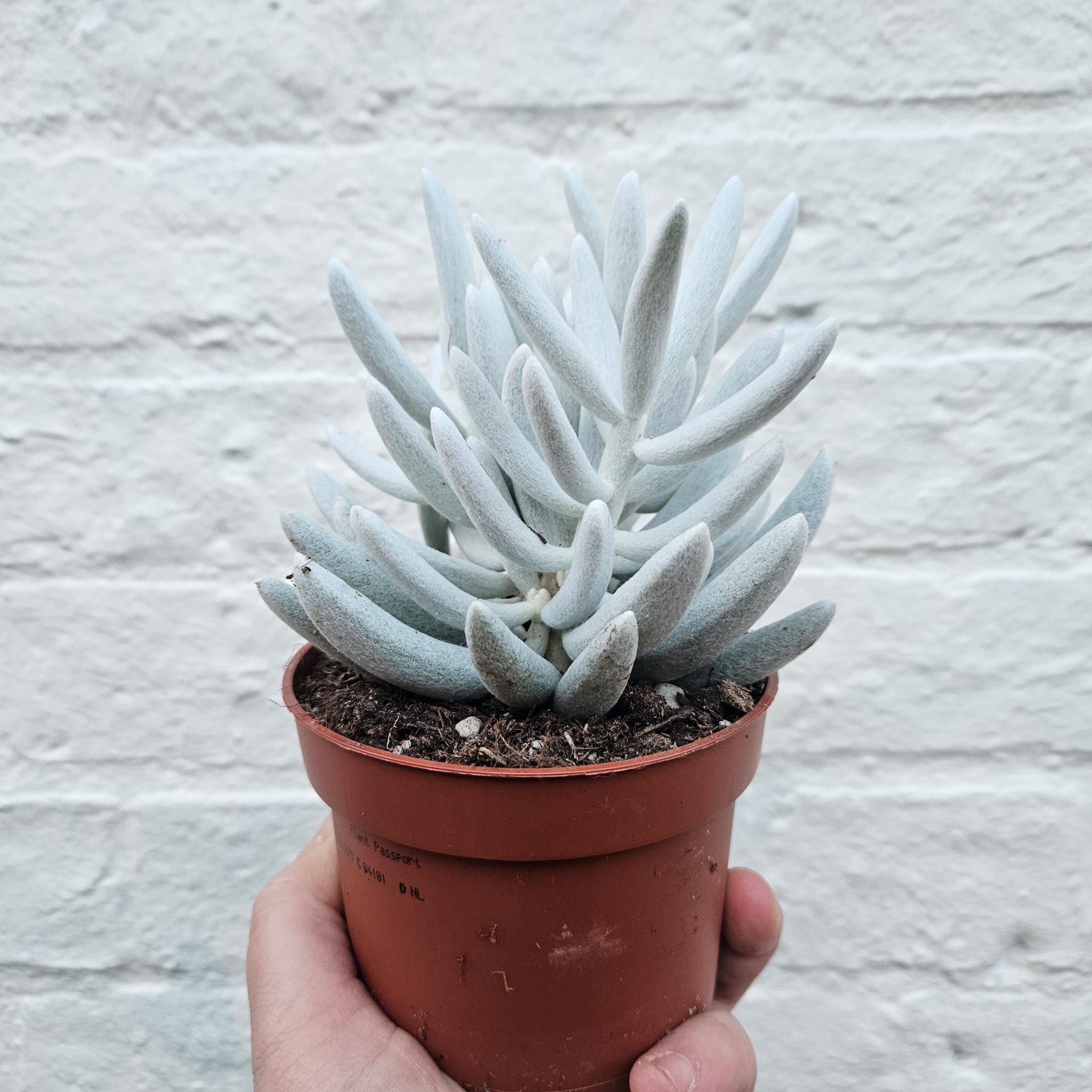 Senecio haworthii 'Mont Blanc' (Succulent plant)