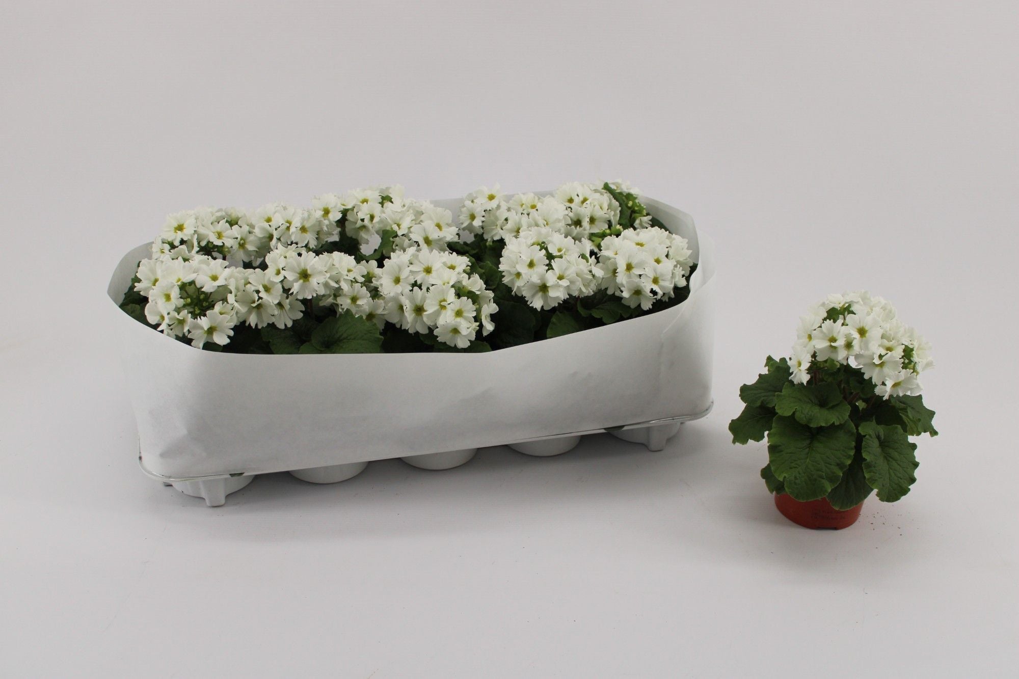 Primula Ob White