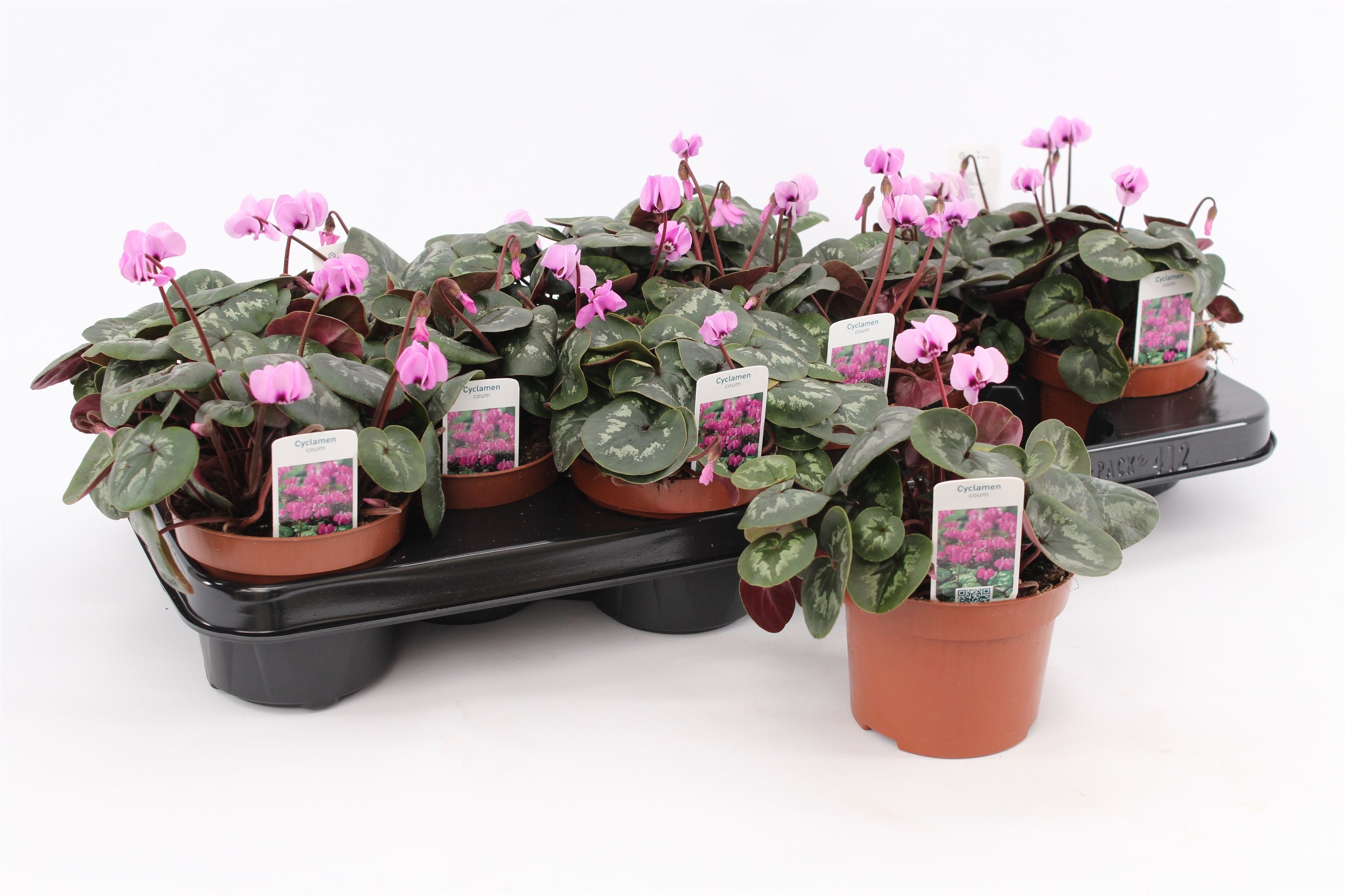 Cyclaam Coum Pink