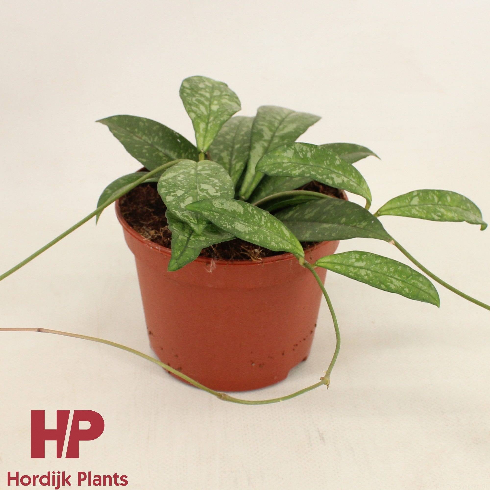 Hoya Crassipetiolata