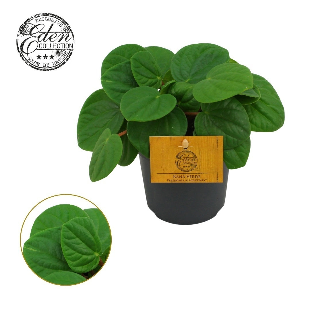 Pep Albovittata Rana Verde