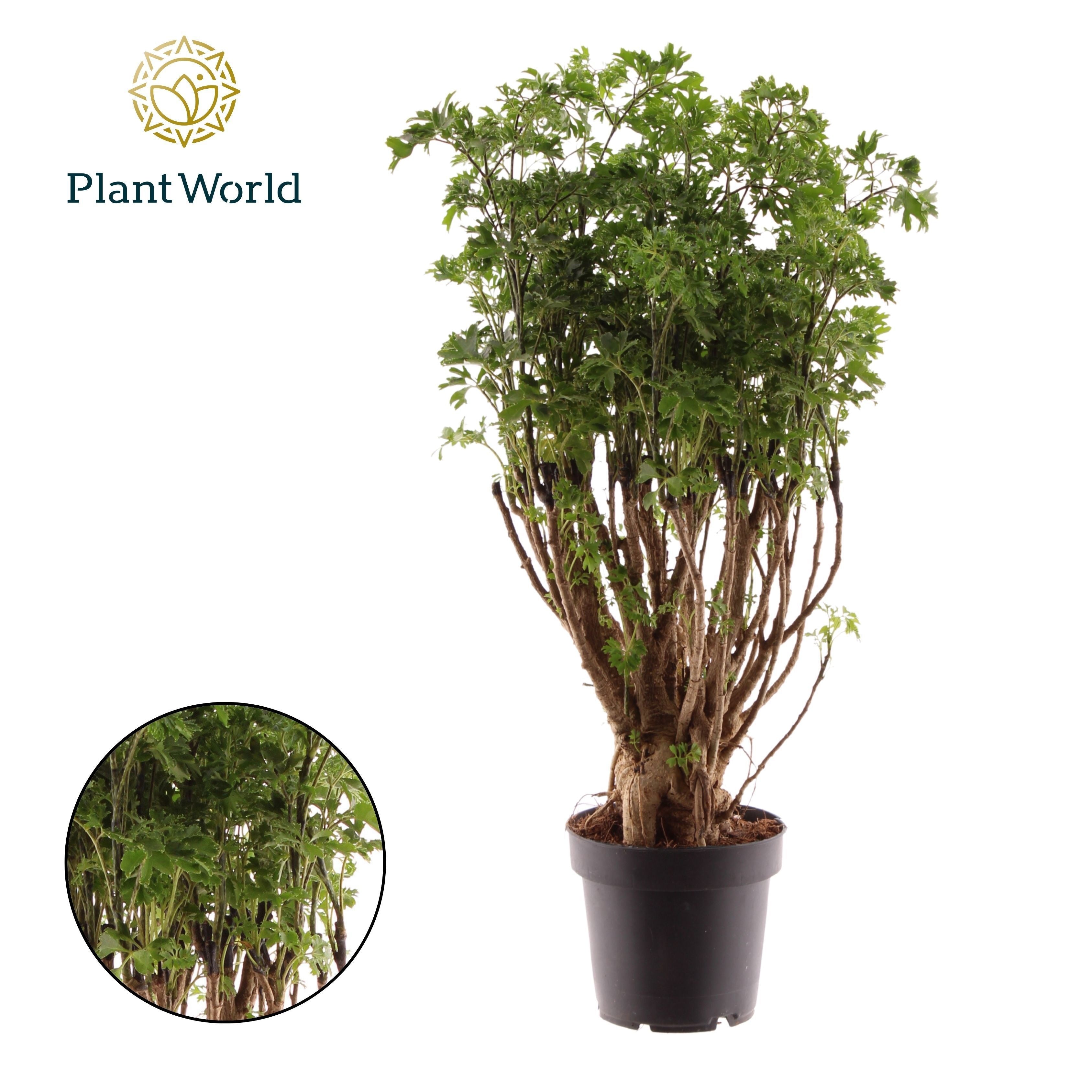 Polyscias Parsley Bonsai